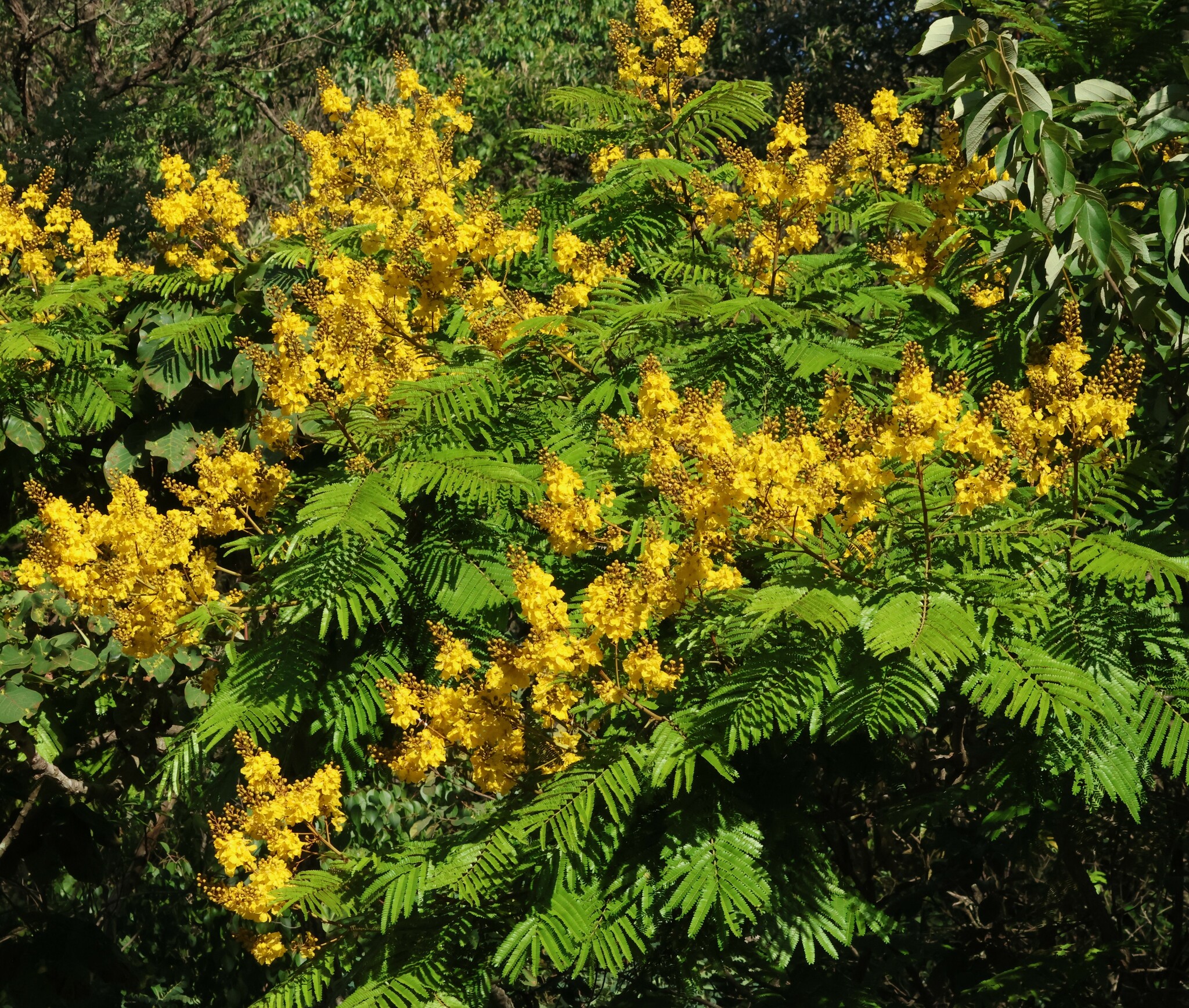 Photo of Yellow Poinciana (2/6)