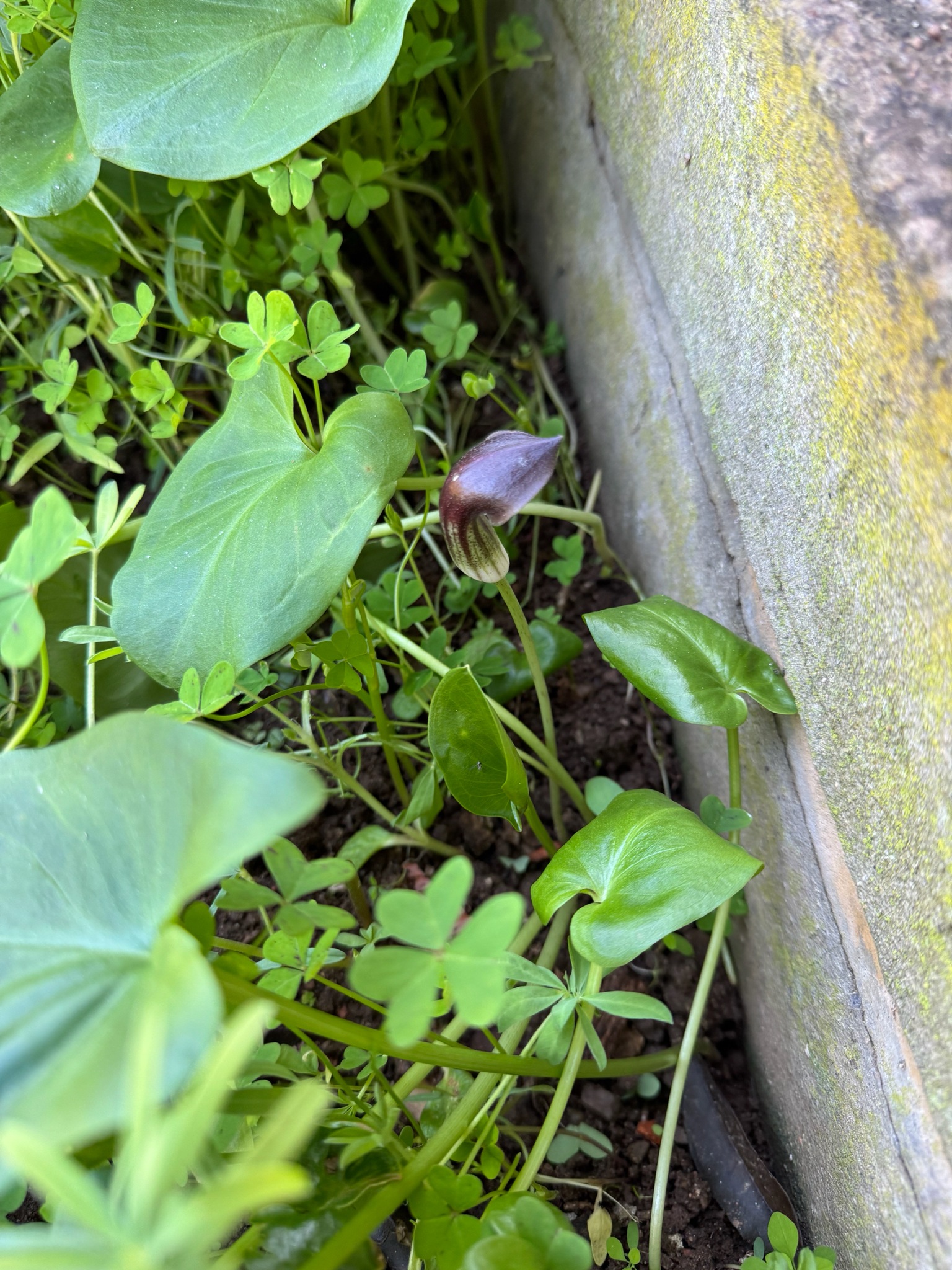Photo of Arisarum simorrhinum (2/12)