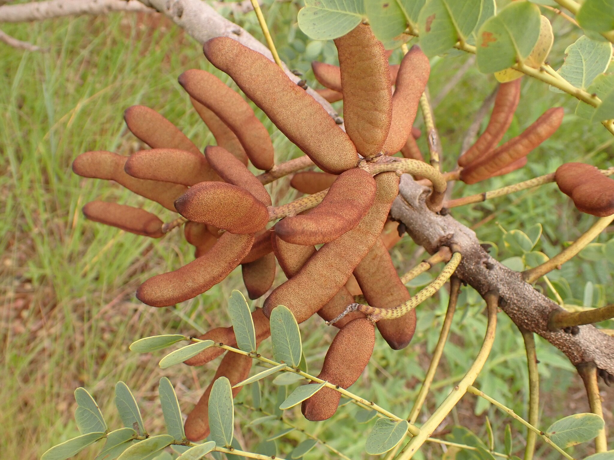 Photo of Stryphnodendron adstringens (5/9)