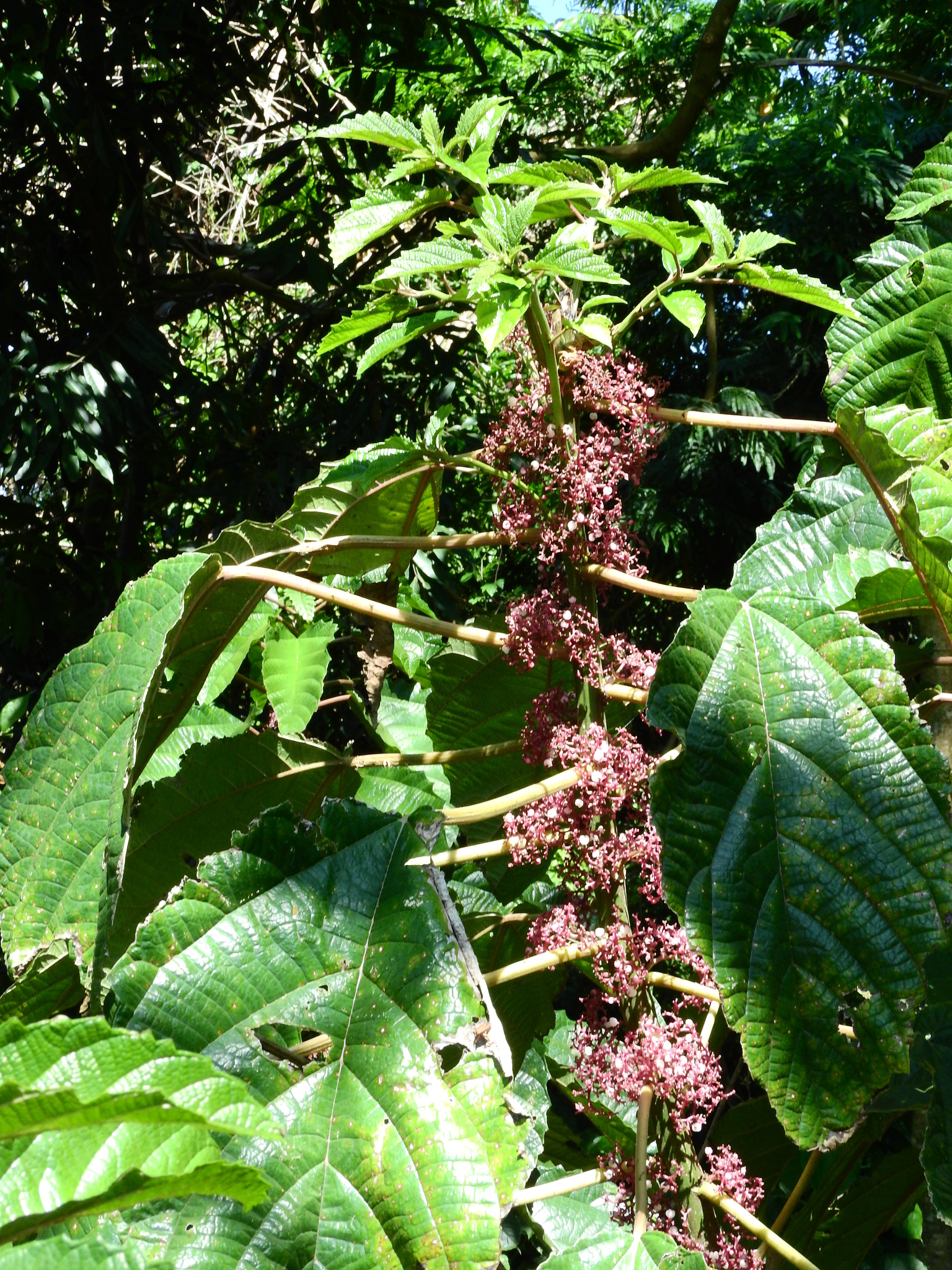 Photo of Scratchbush (6/6)
