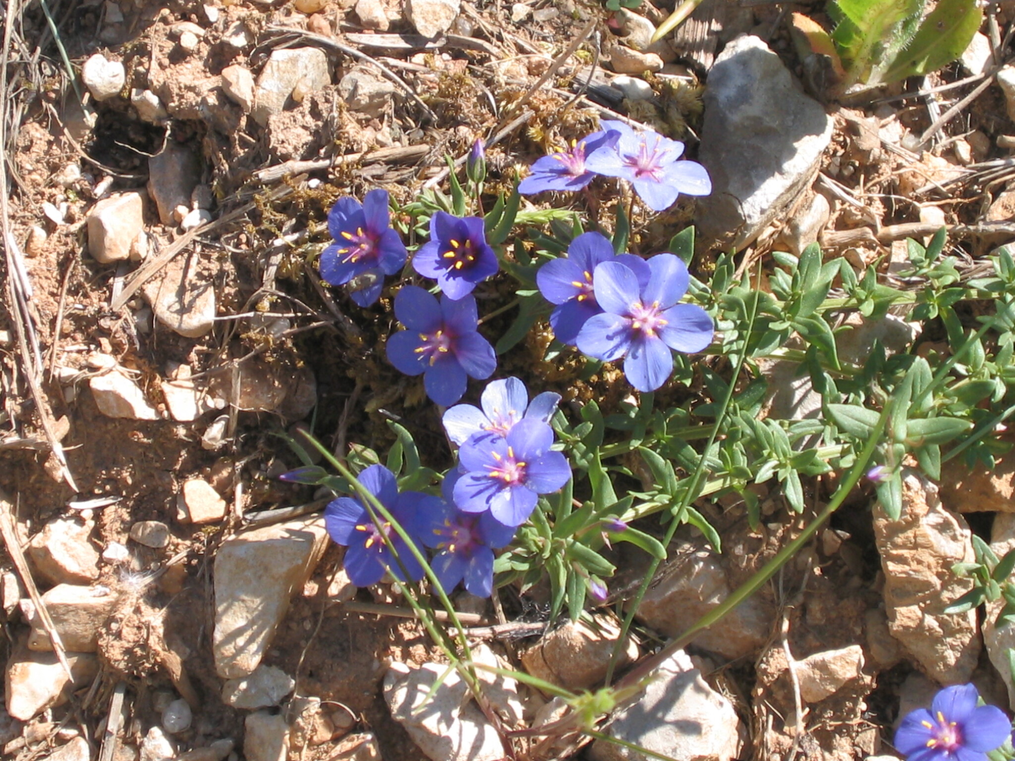 Photo of Flax-leaved Blue Pimpernel (11/12)