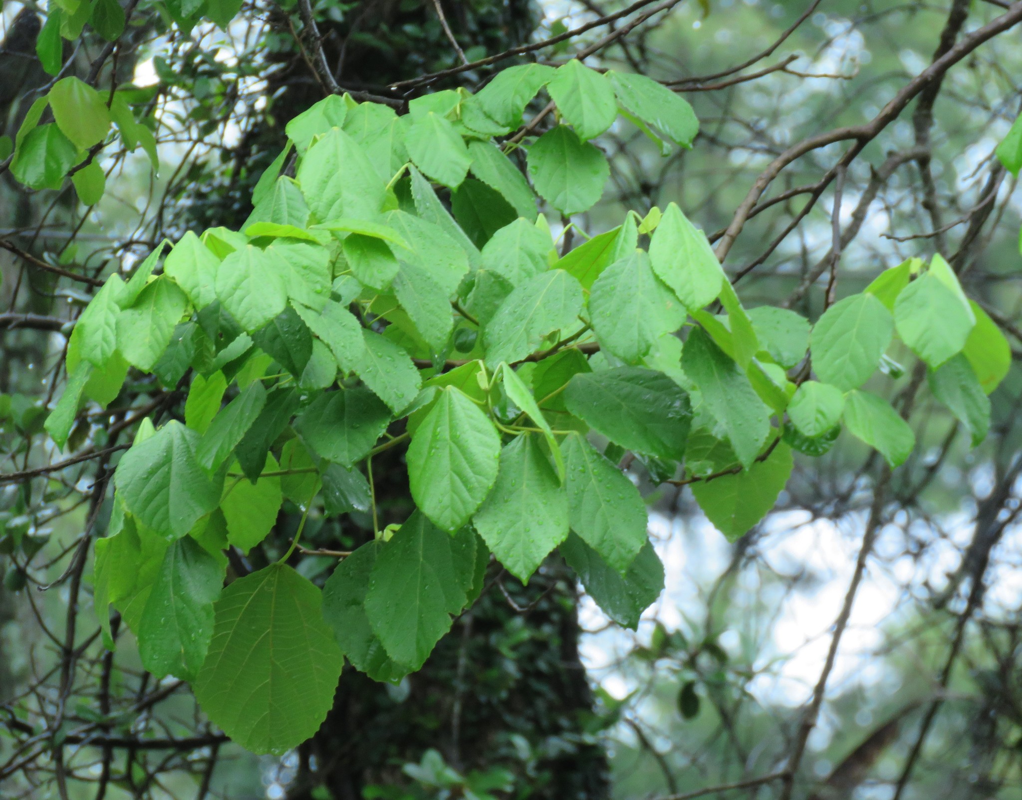 Photo of Magnoliopsida (2/7)