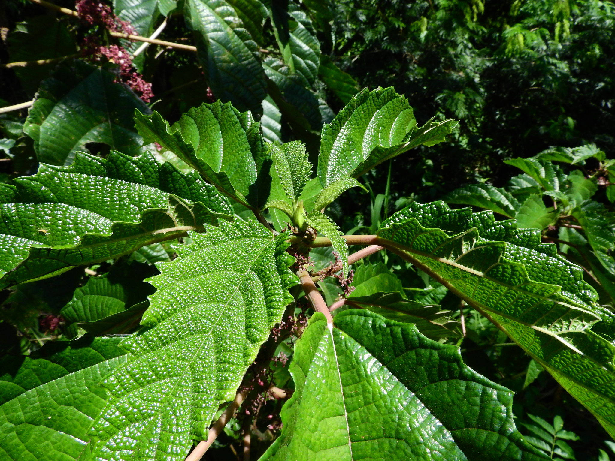 Photo of Scratchbush (2/6)