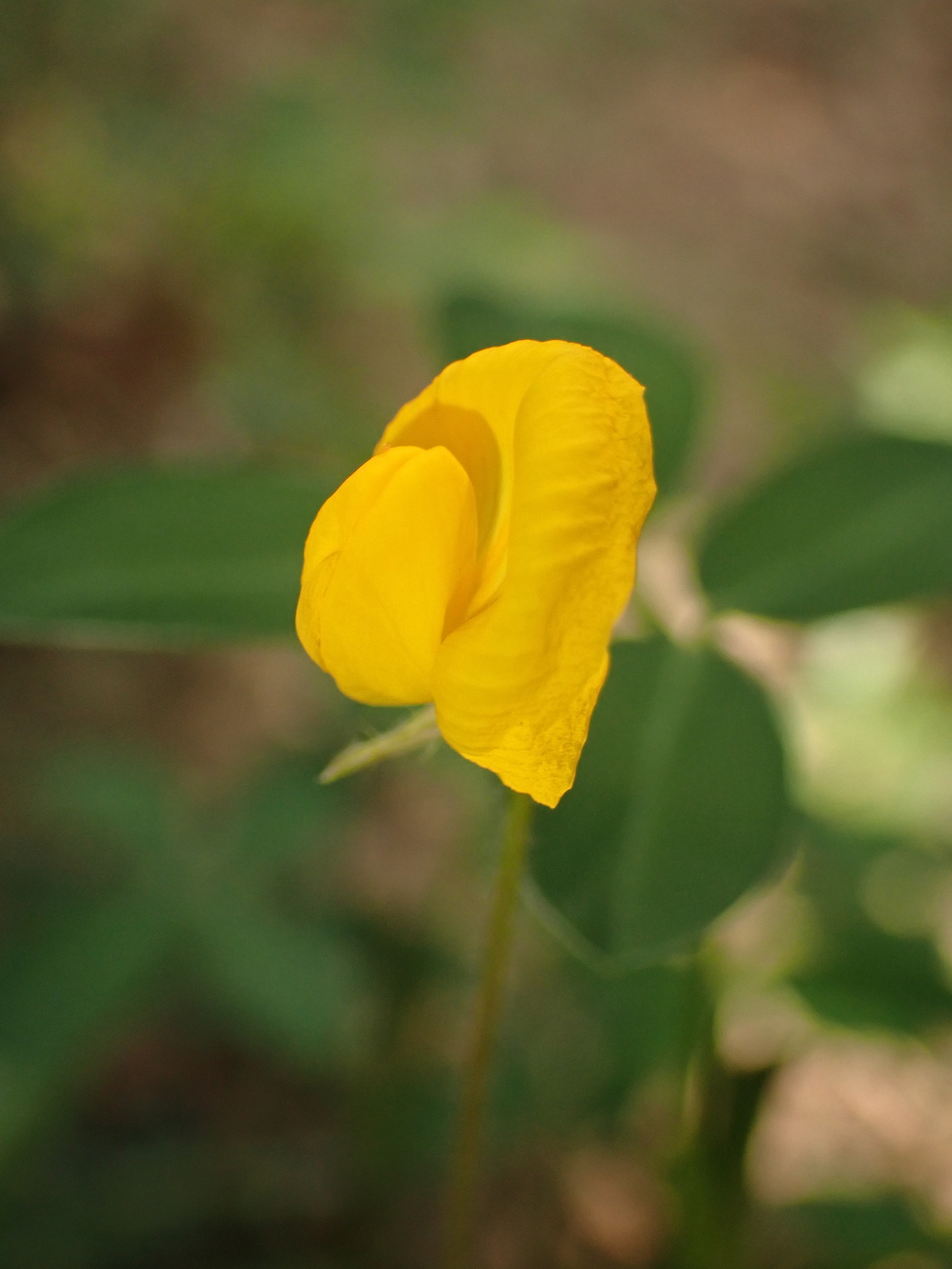 Photo of pinto peanut (2/9)
