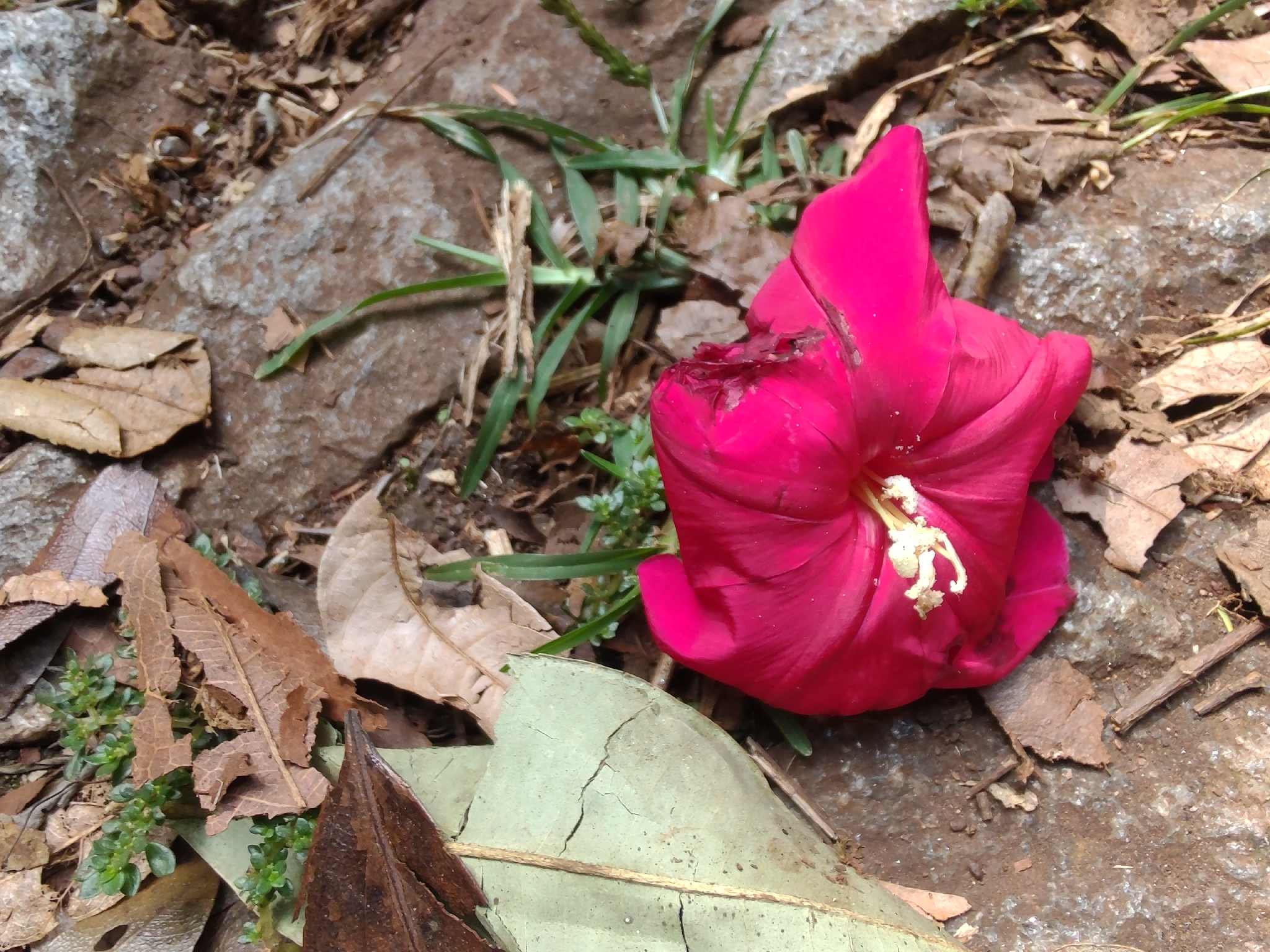 Photo of Cardinal creeper (9/12)