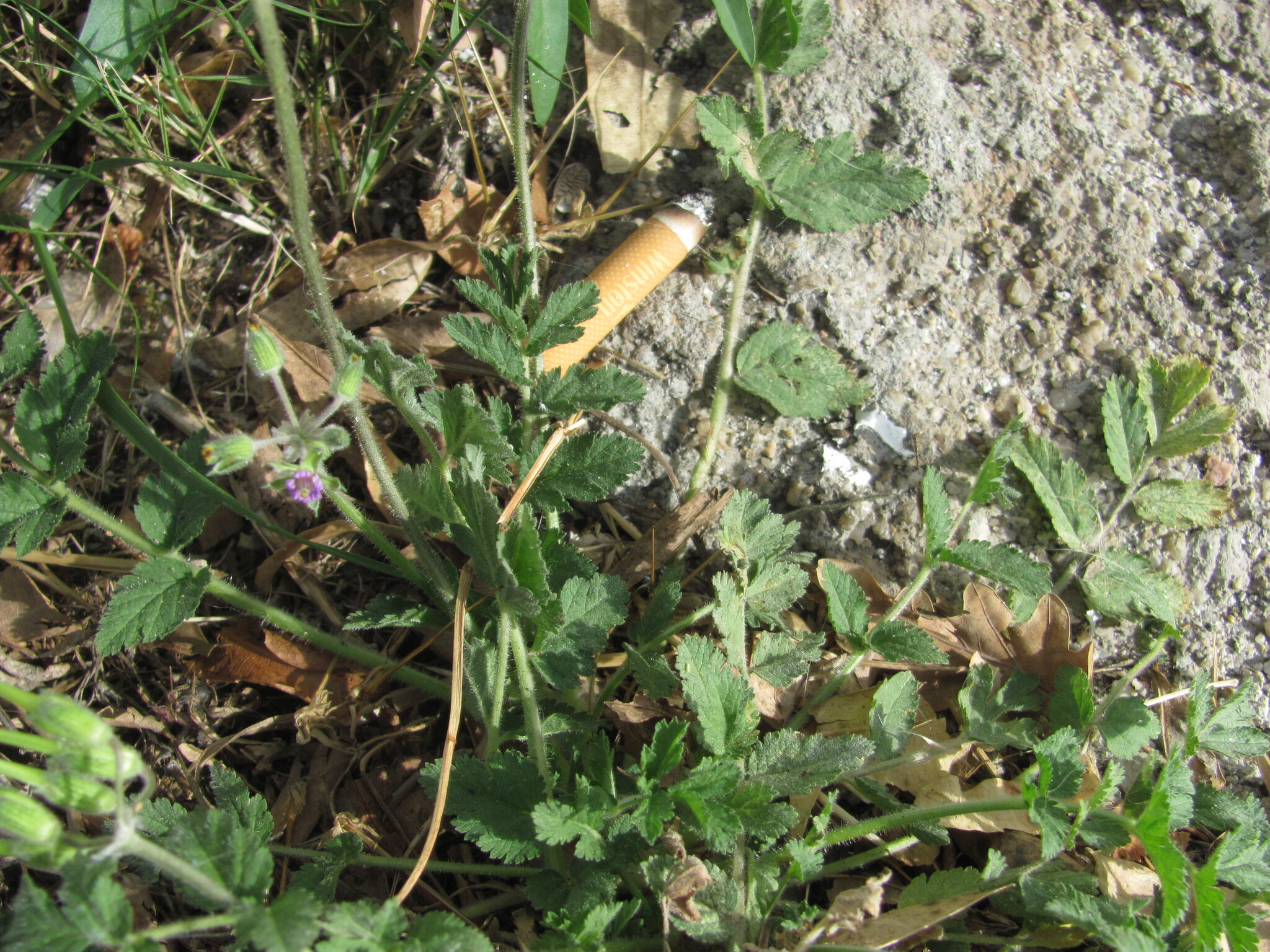 Photo of musk stork's-bill (3/12)