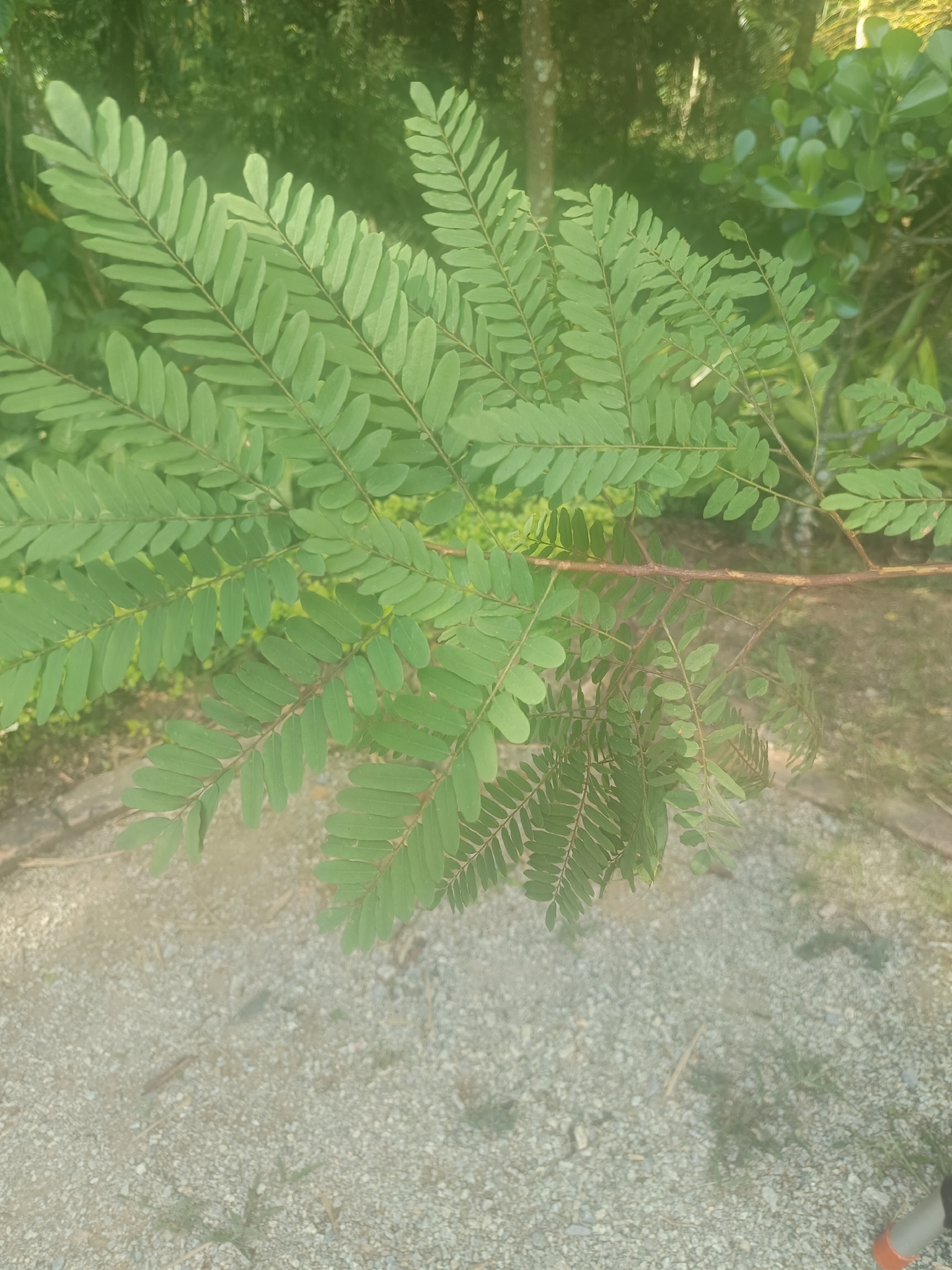 Photo of Dalbergia villosa (8/11)