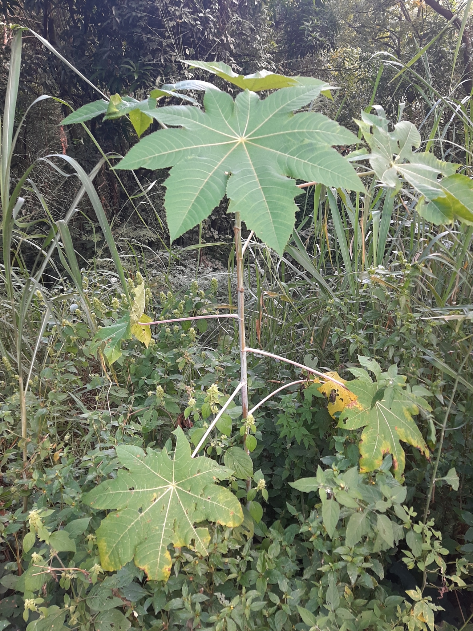 Photo of castor bean (9/12)