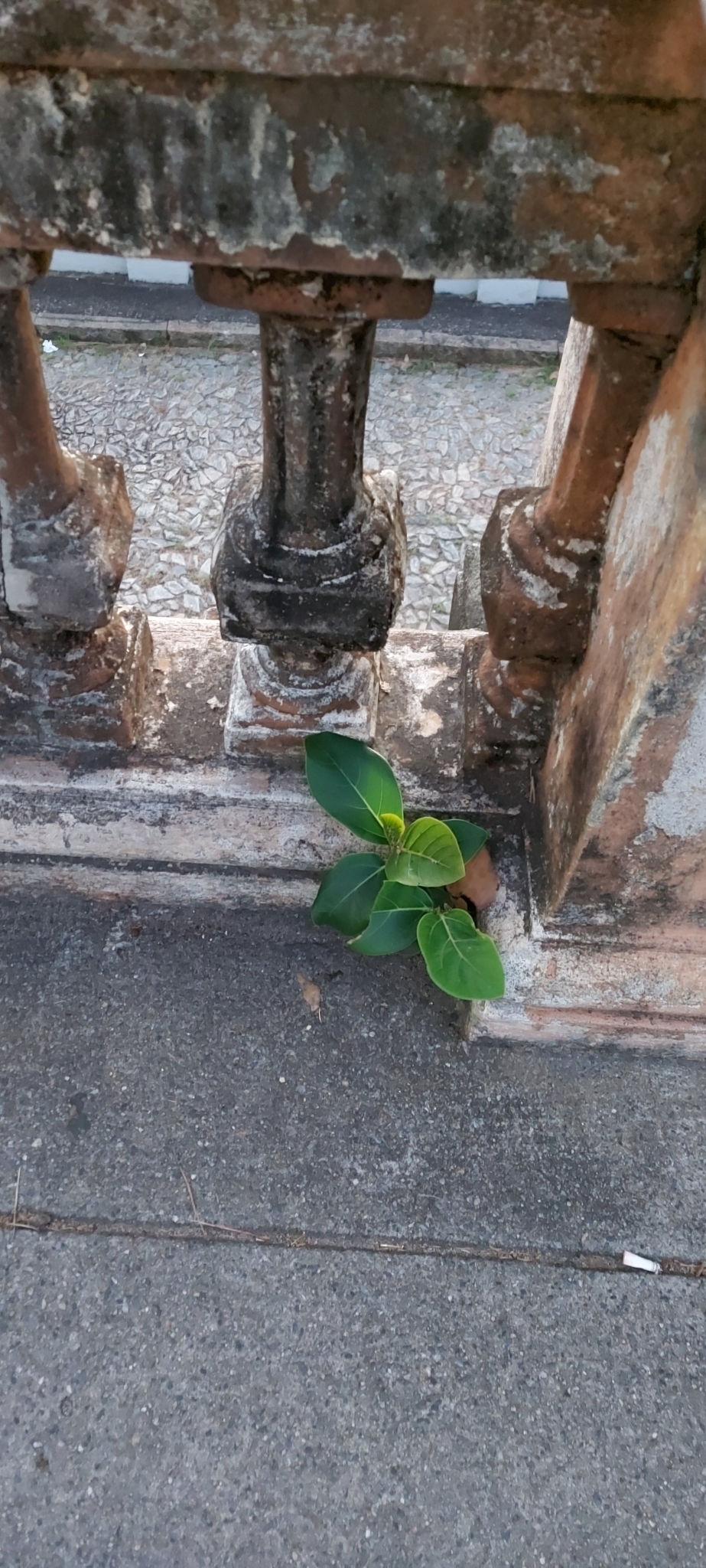 Photo of rubber plant (9/10)