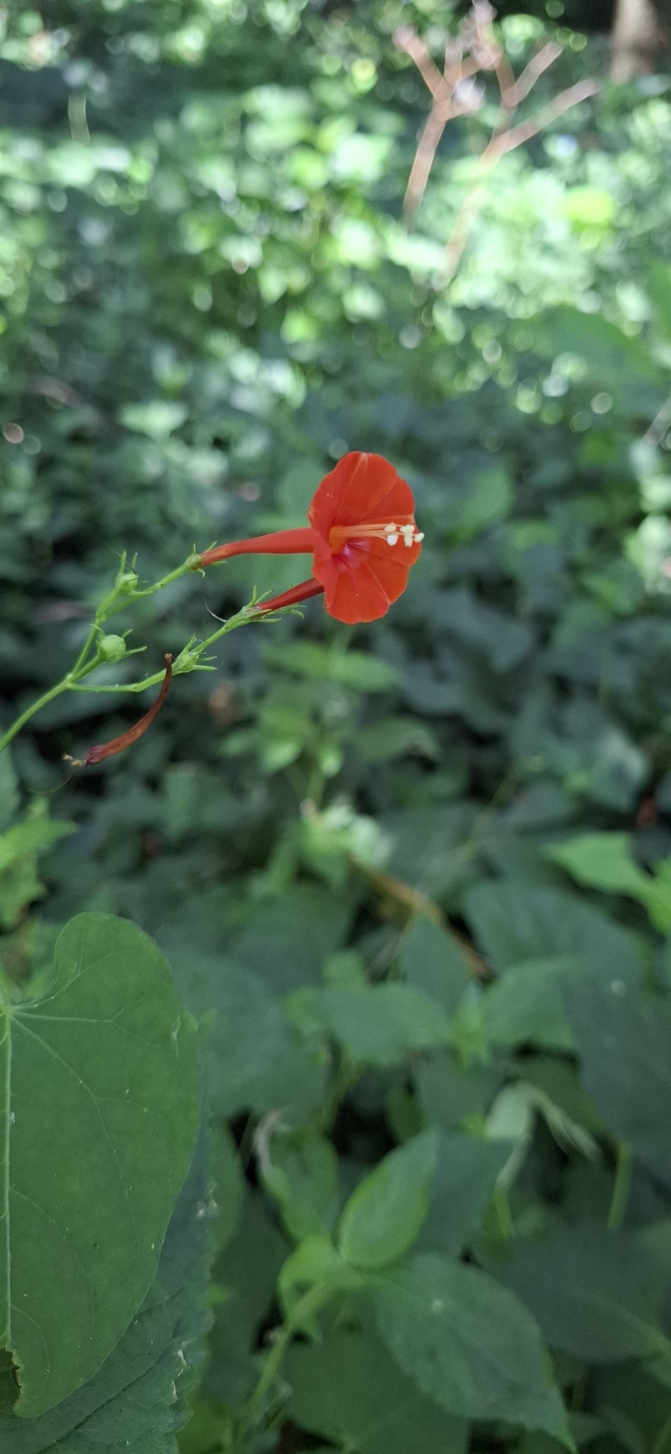 Photo of scarlet creeper (1/11)