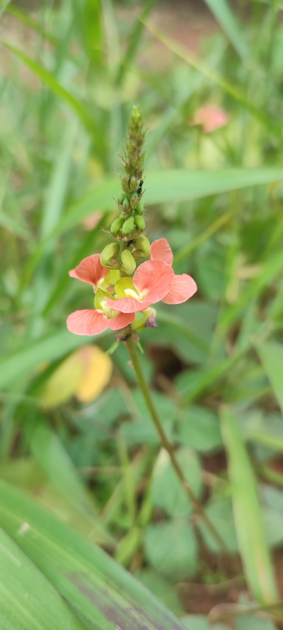 Photo of Macroptilium erythroloma (1/12)