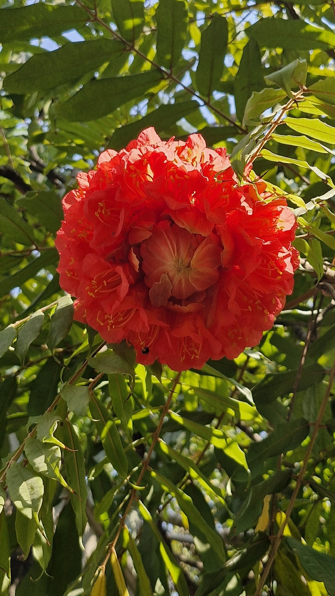 Photo of Rose of Venezuela (4/10)