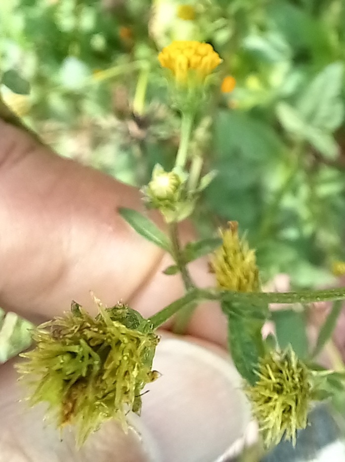 Photo of Hairy Beggarticks (6/6)