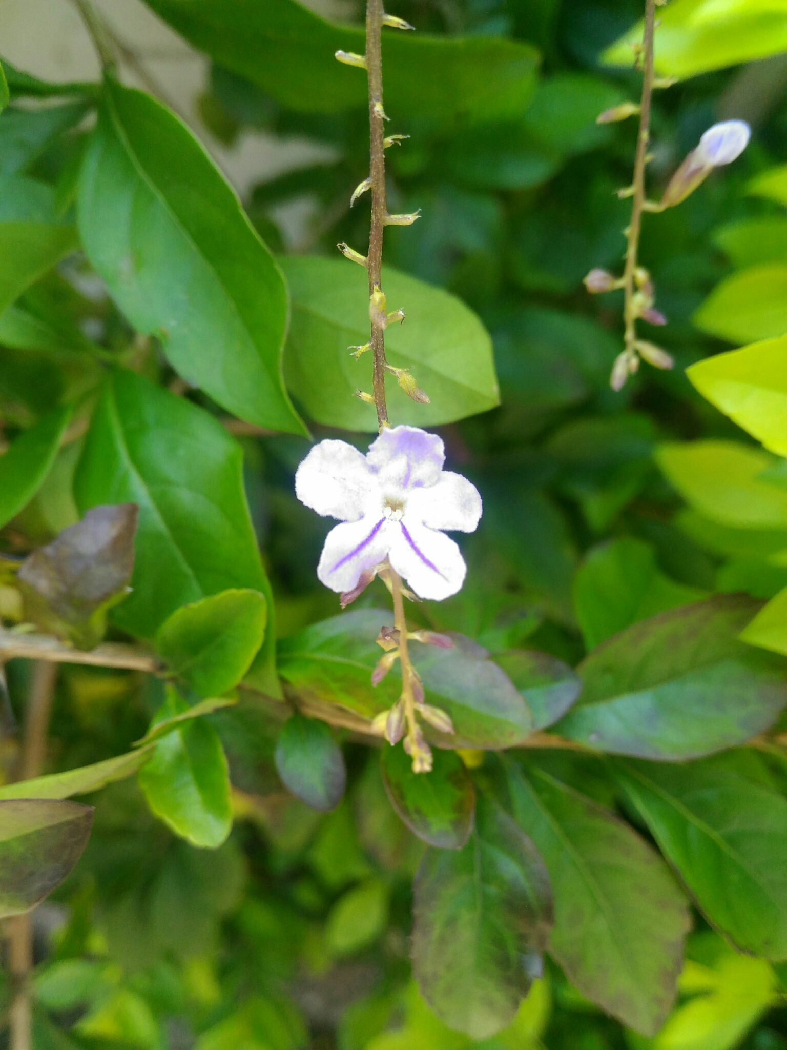 Photo of Skyflower (10/10)