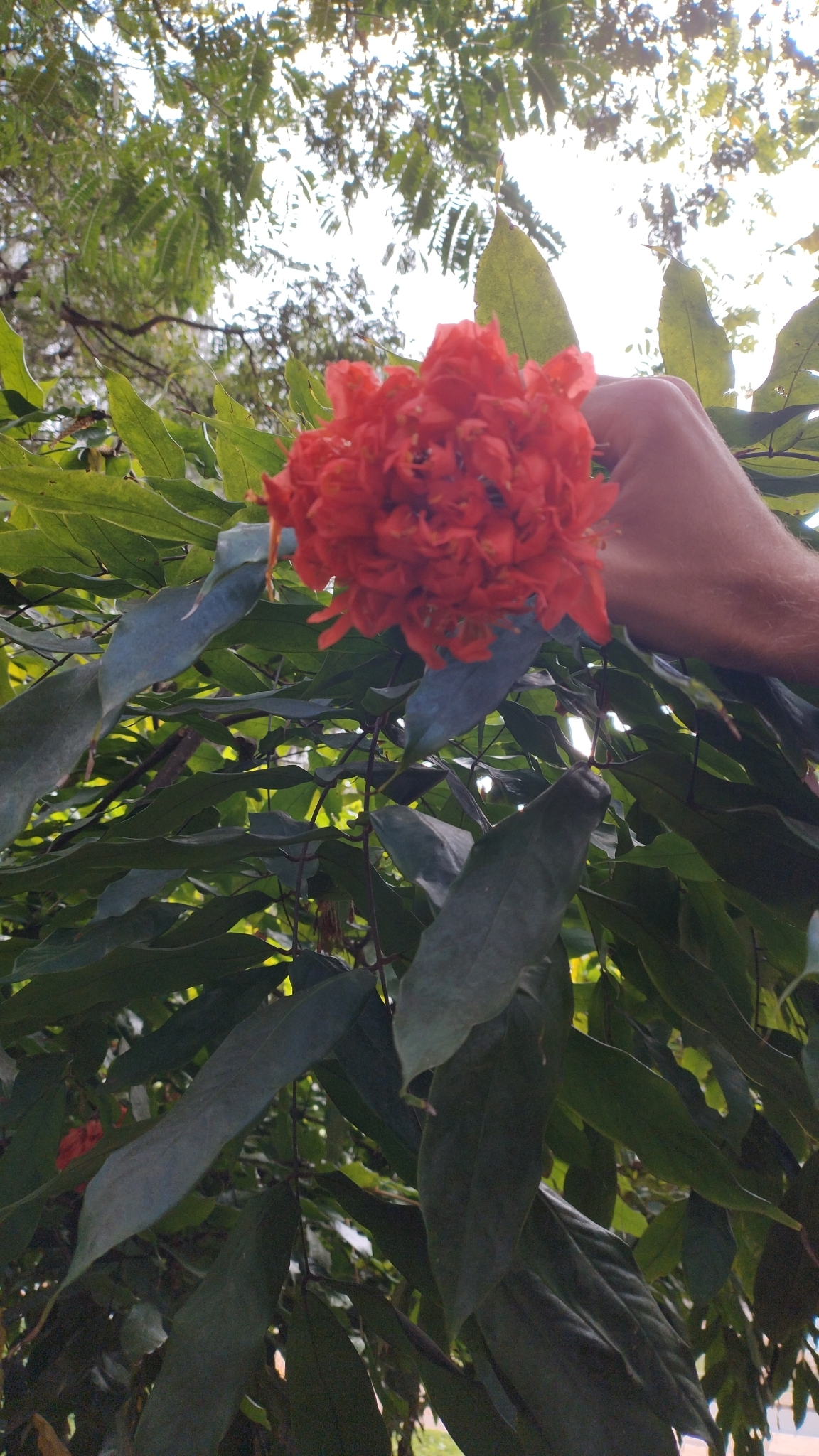 Photo of Rose of Venezuela (5/10)
