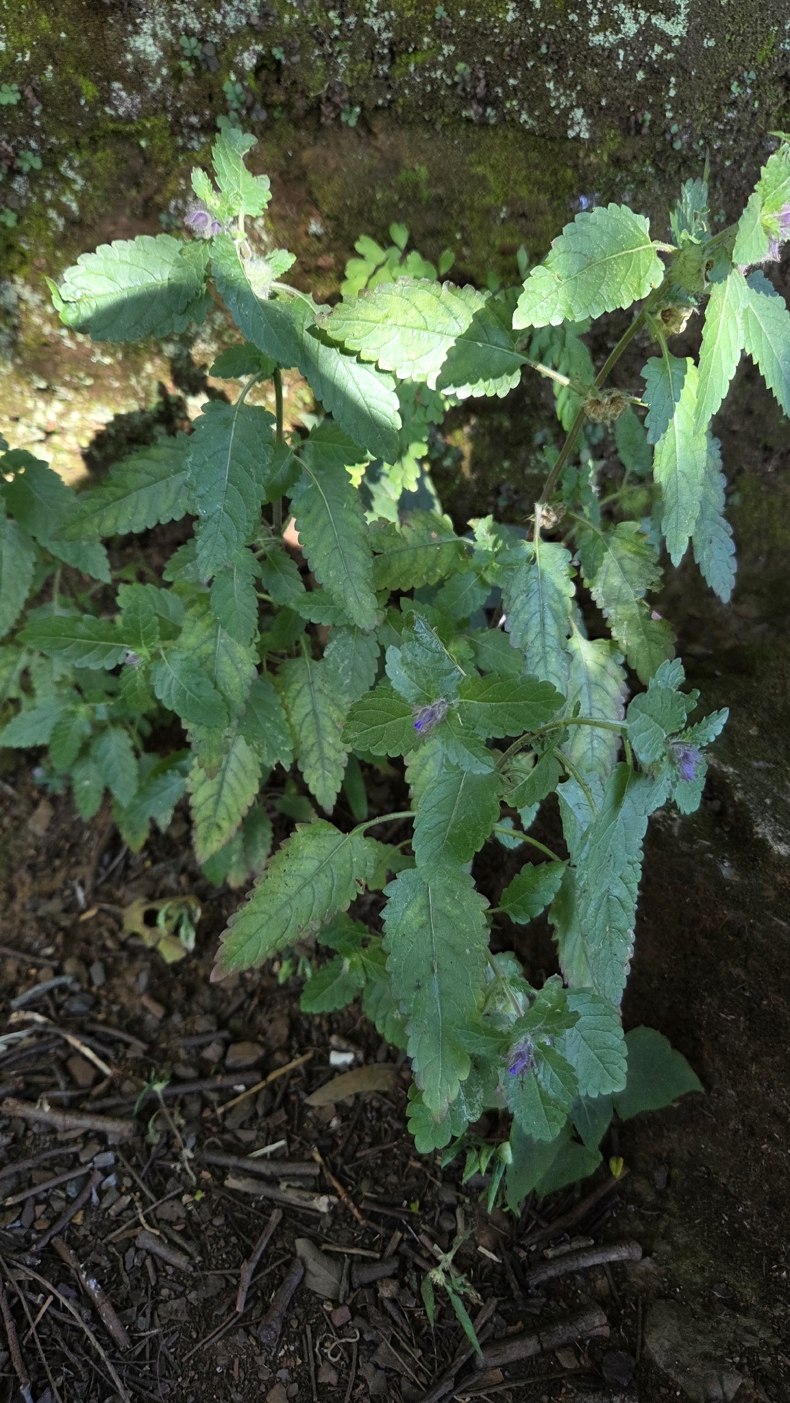 Photo of Plantae (2/8)