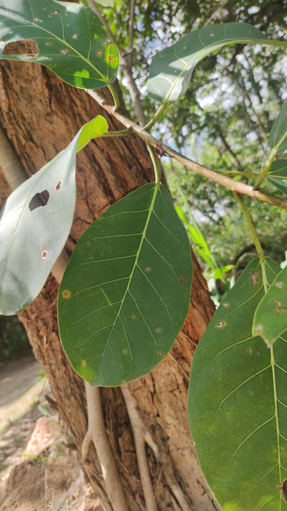Photo of Ficus obtusifolia (10/11)