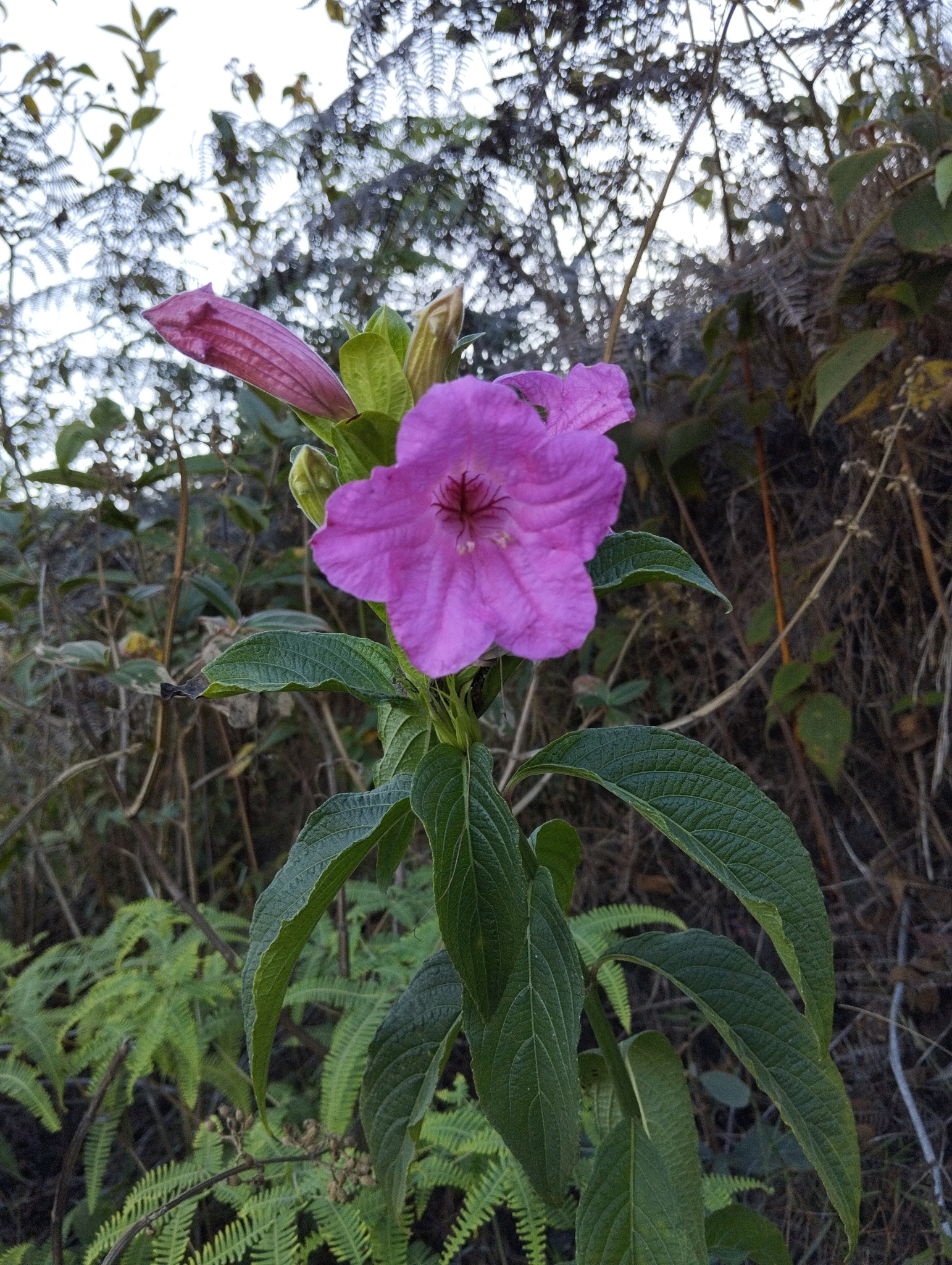 Photo of Ruellia macrantha (5/12)