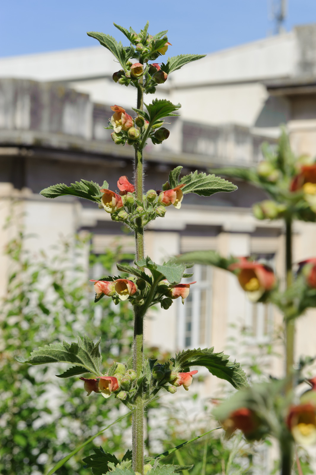 Photo of Scrophularia grandiflora (1/12)