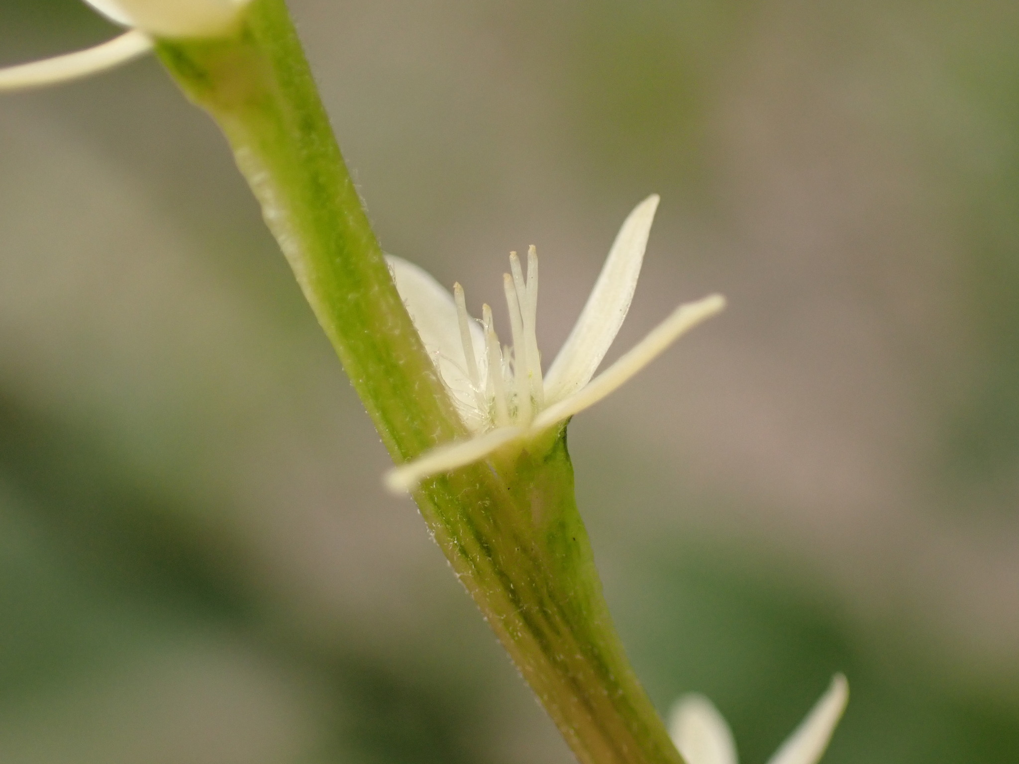 Photo of Guinea Hen Weed (2/7)