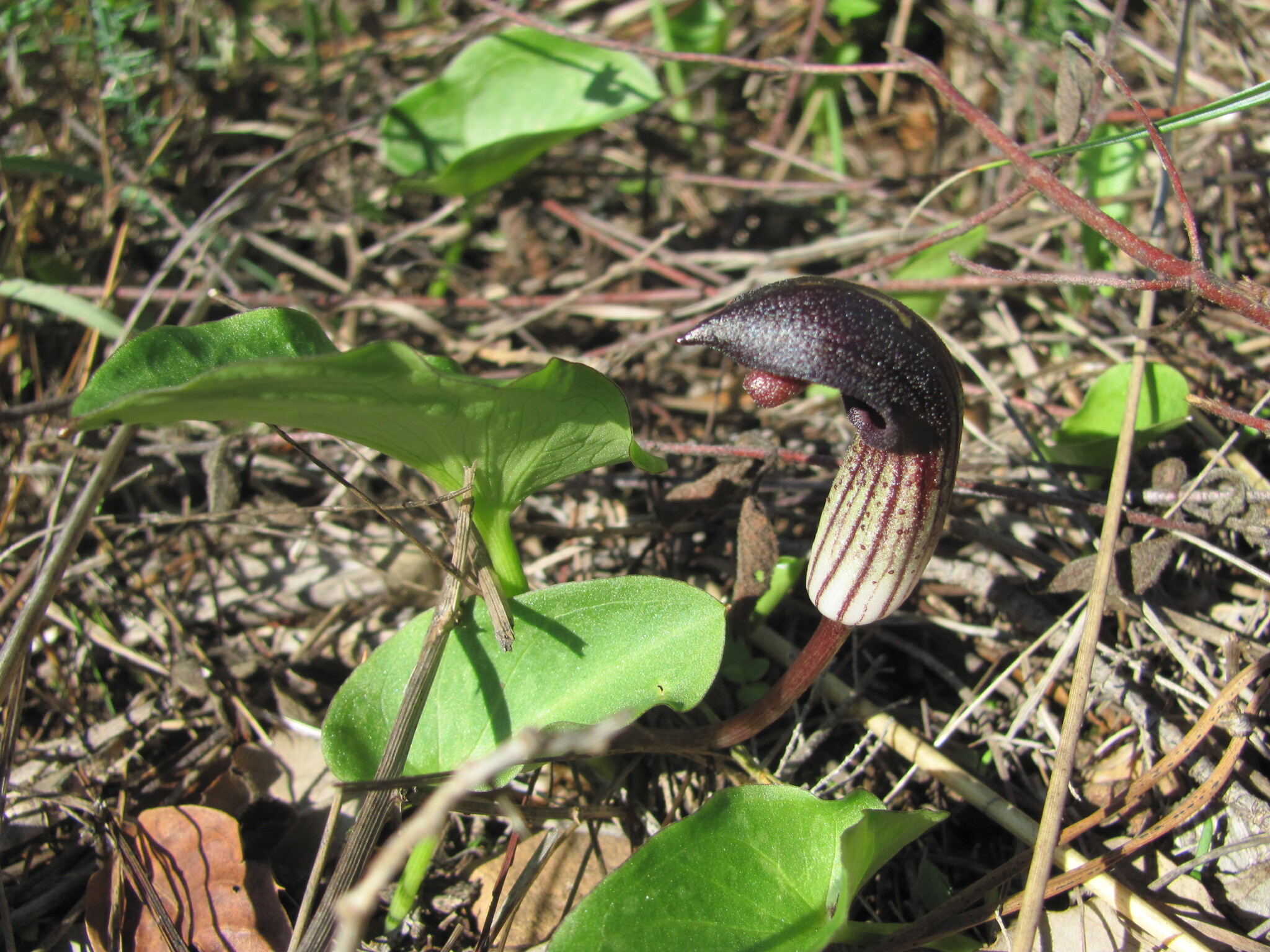 Photo of Arisarum simorrhinum (7/12)