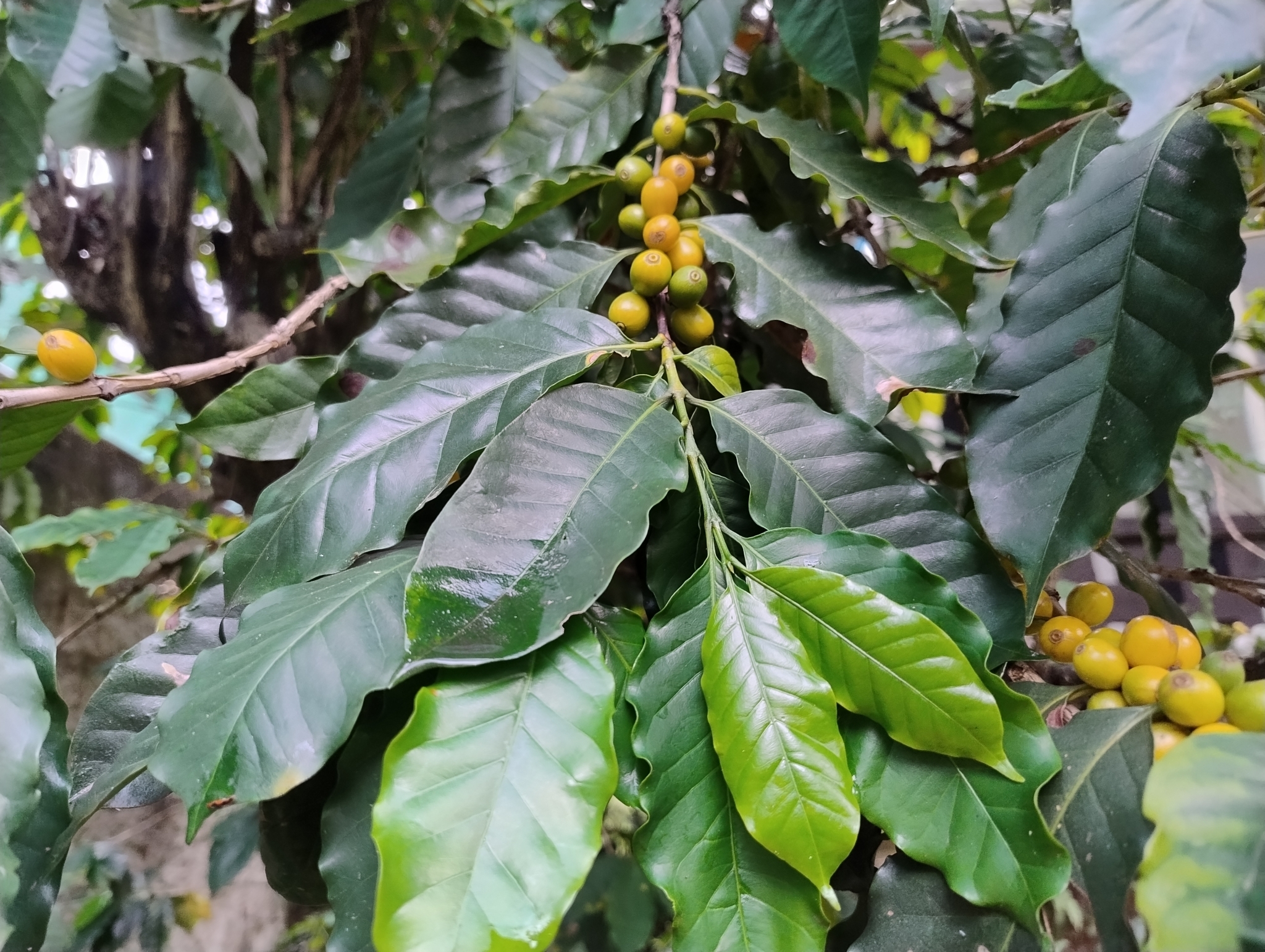 Photo of Coffee (2/7)