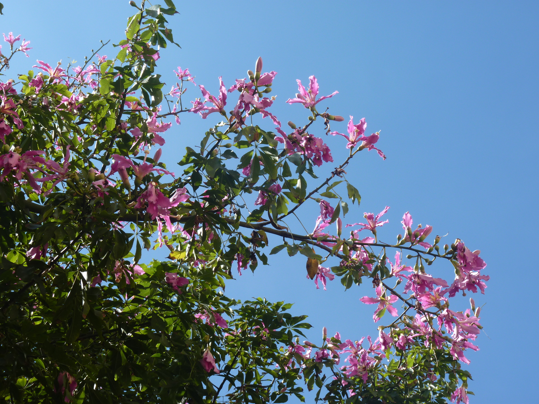 Photo of Silk floss tree (2/5)