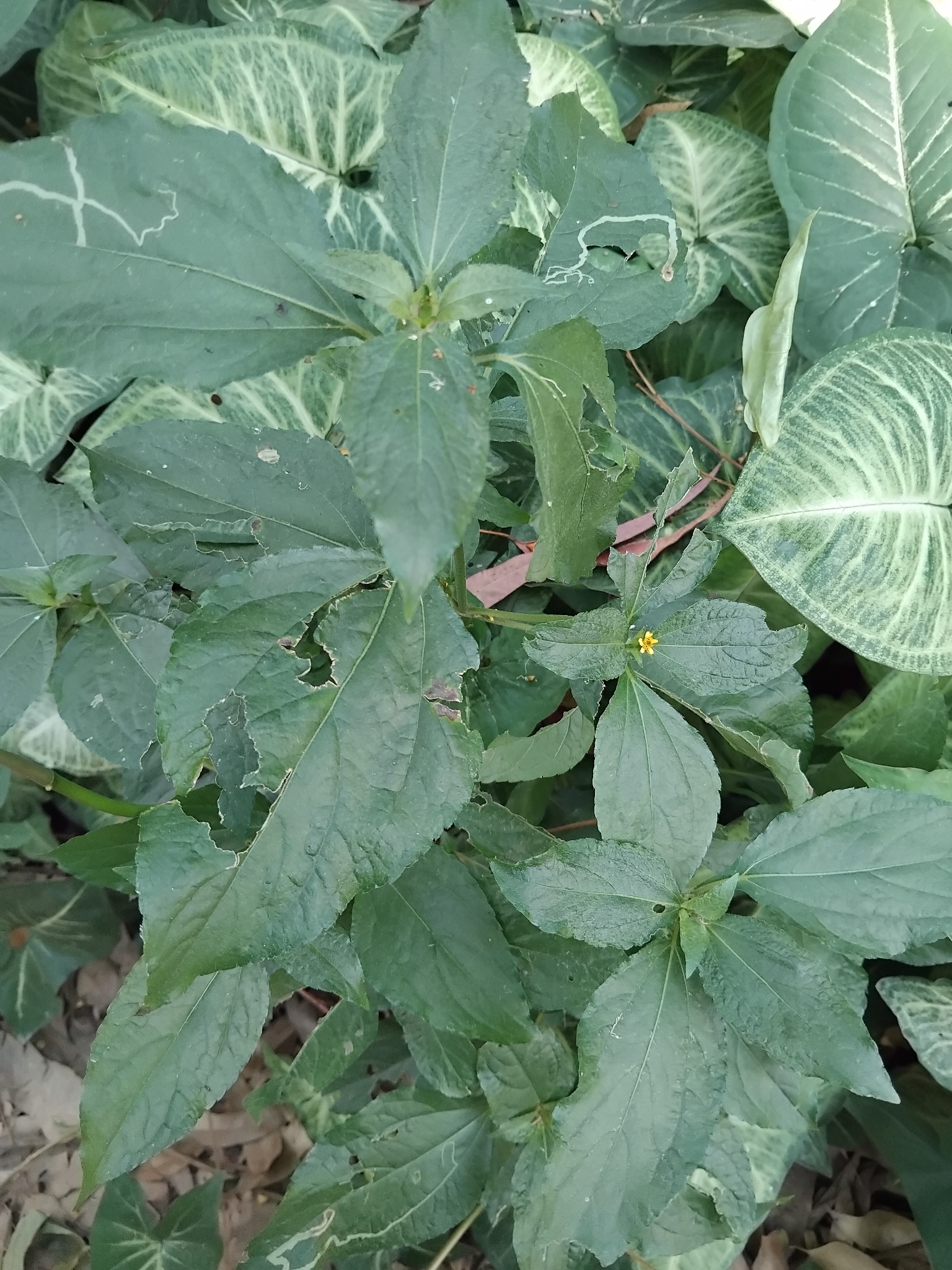 Photo of Synedrella (4/8)