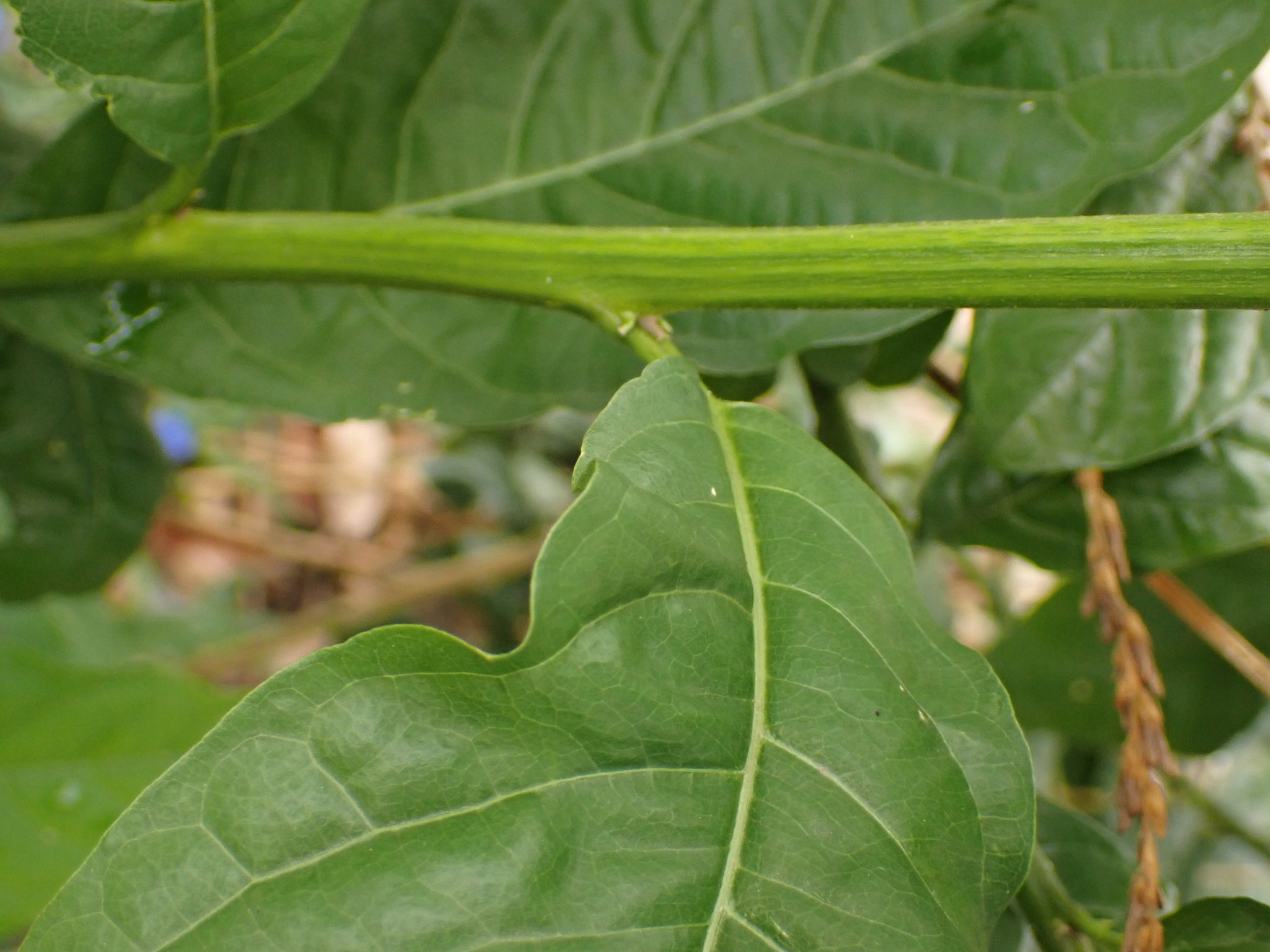 Photo of Guinea Hen Weed (5/7)