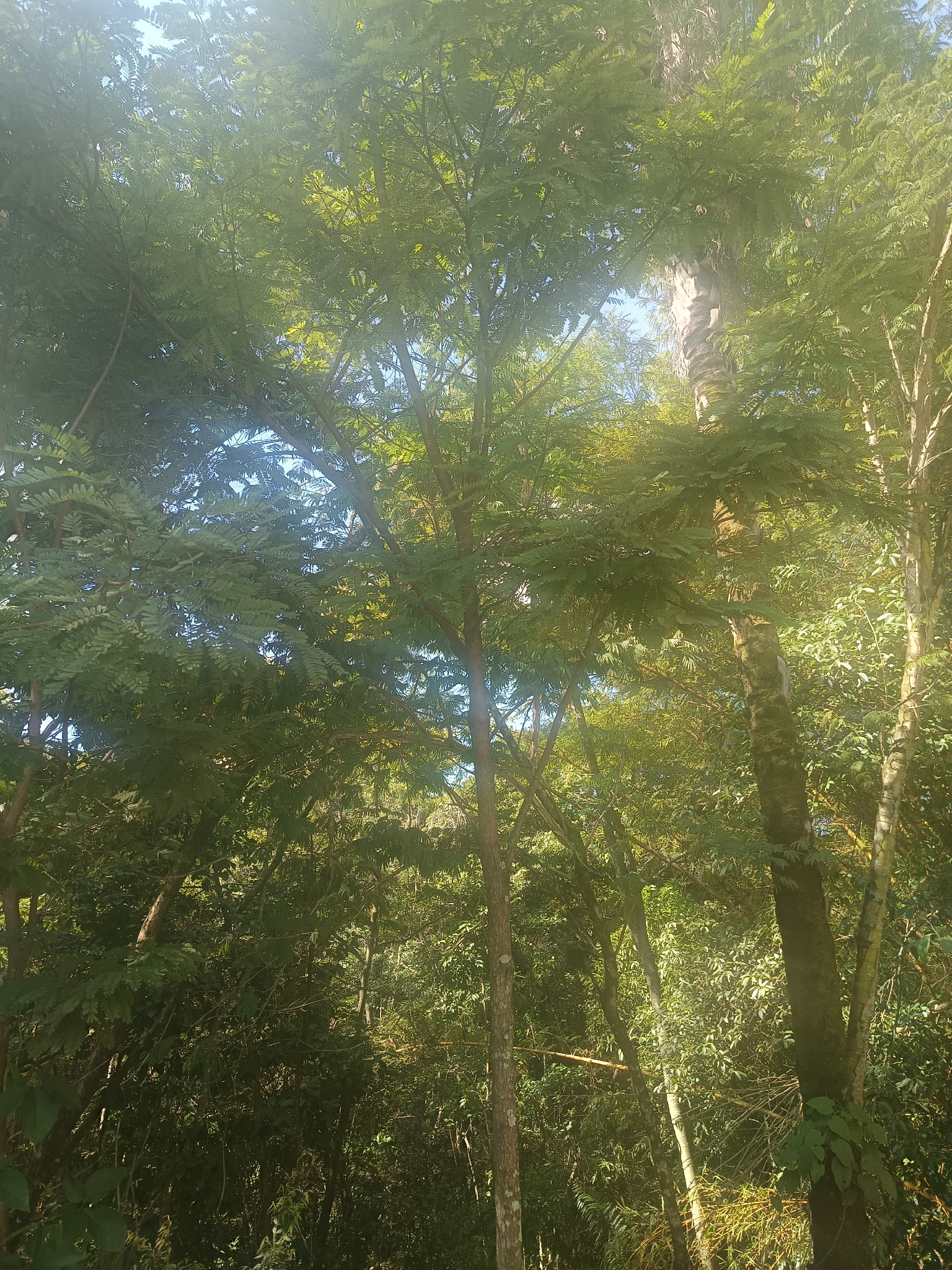 Photo of Dalbergia villosa (9/11)
