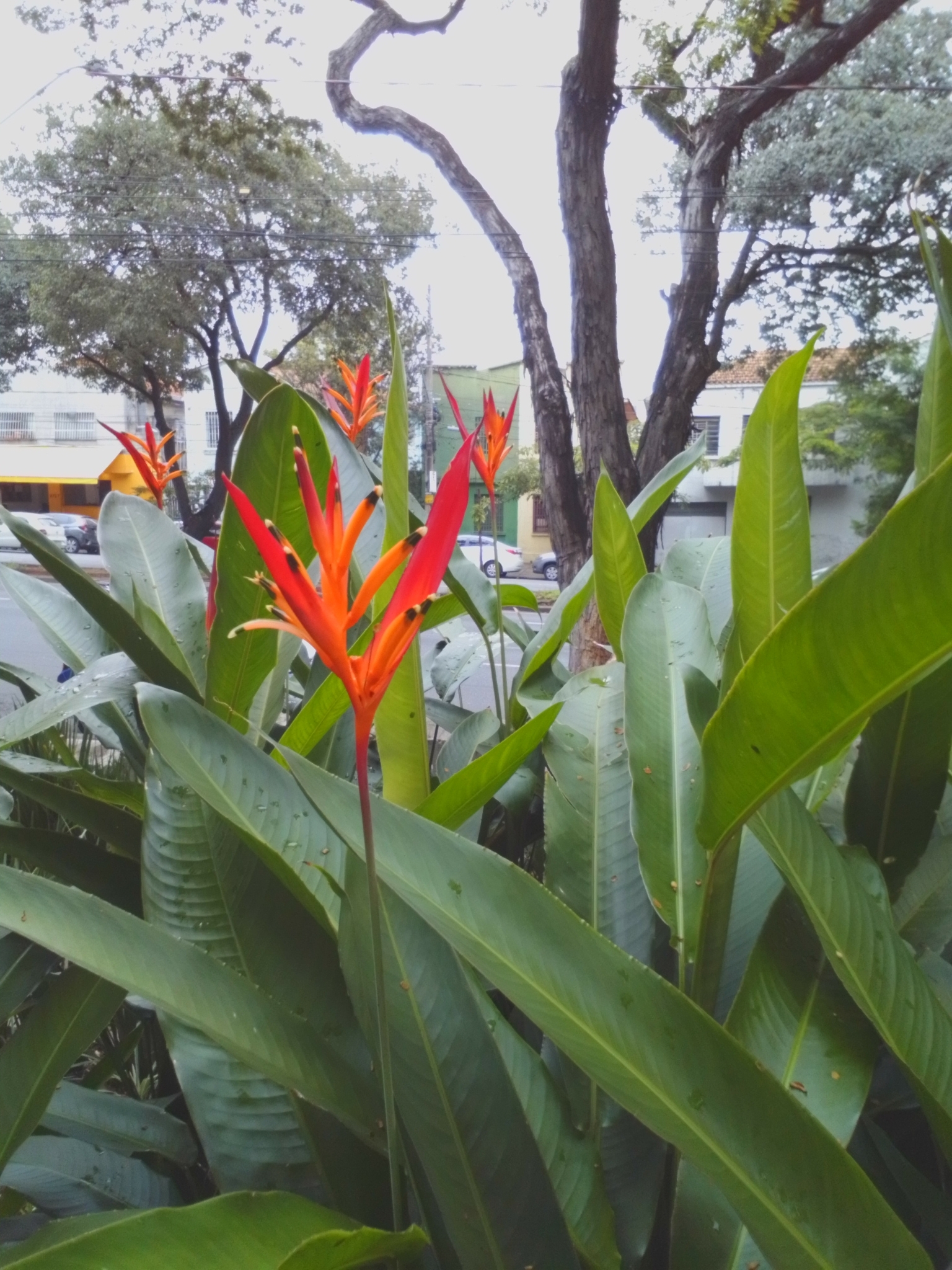 Photo of Parrot's Beak (2/11)