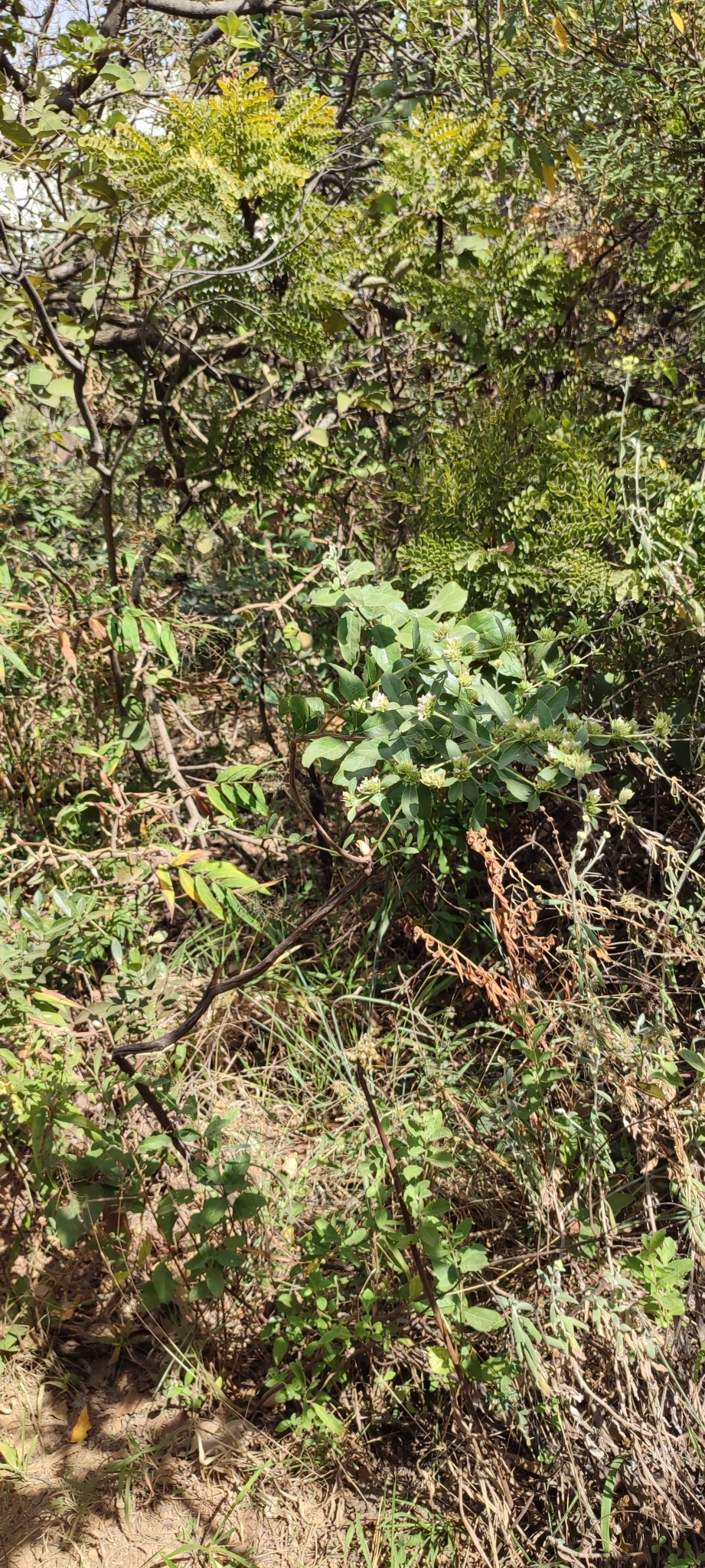 Photo of Hyptis marrubioides (2/12)