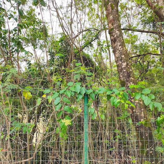 Photo of Possum grape (2/12)