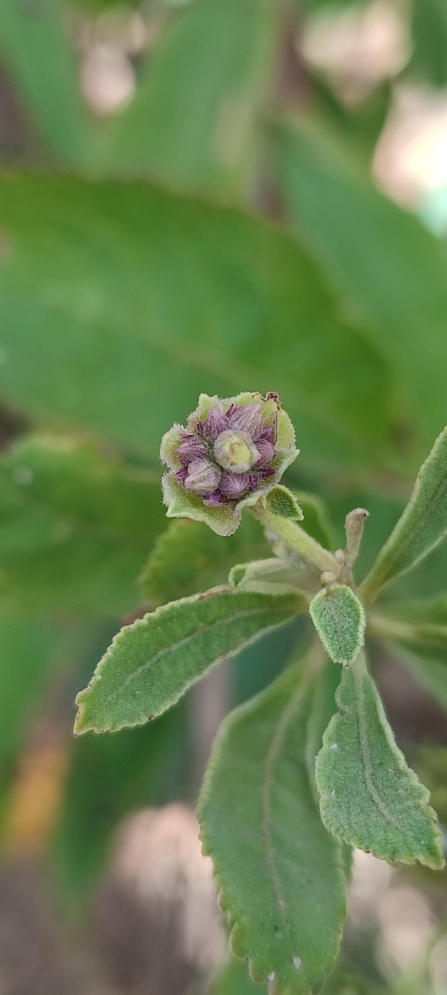 Photo of Hyptis marrubioides (7/12)