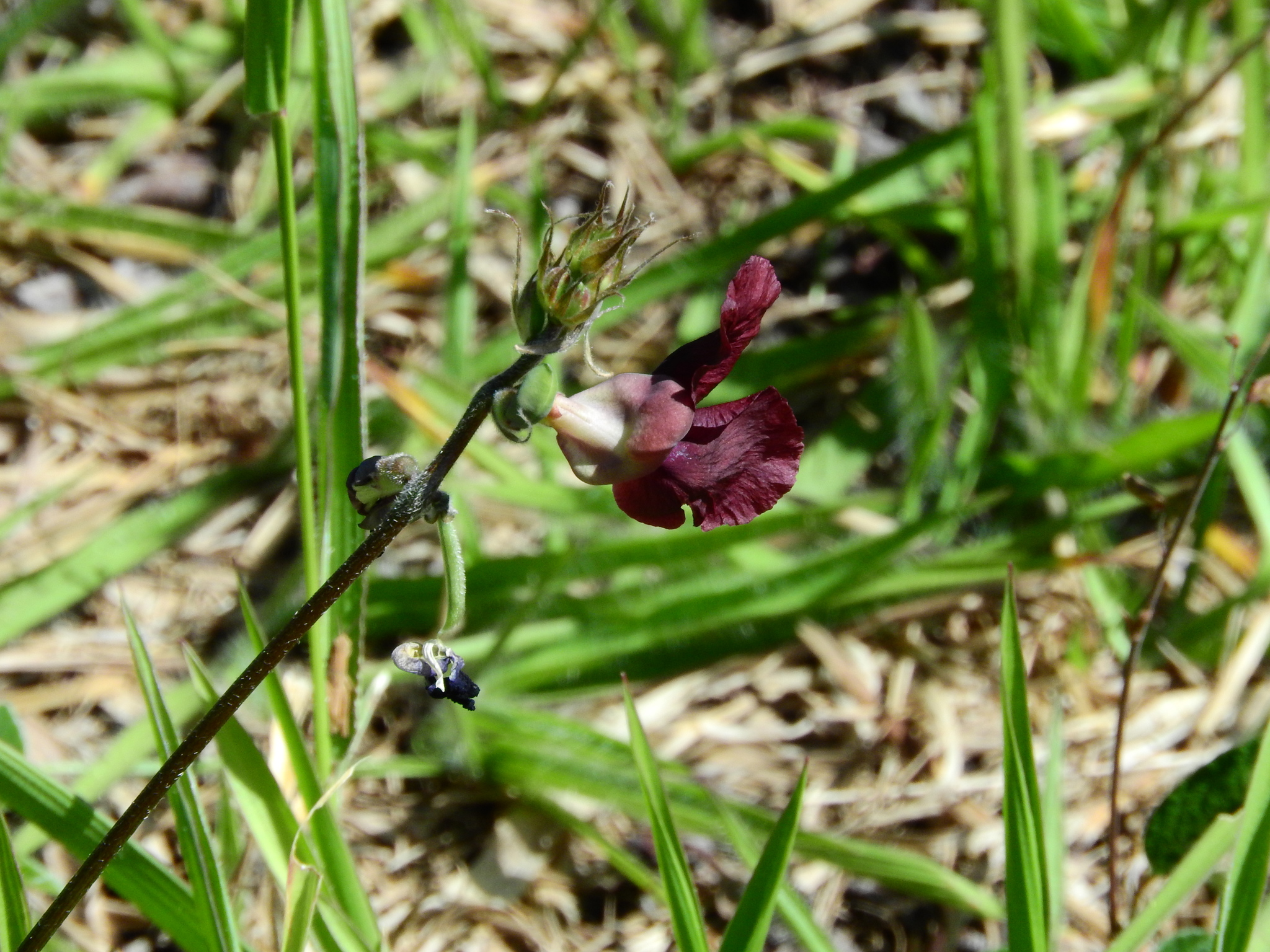 Photo of Phasey Bean (5/6)