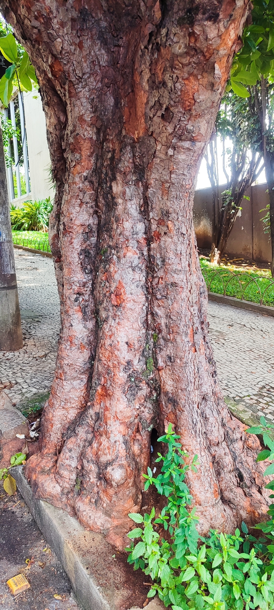 Photo of elephant apple (4/9)