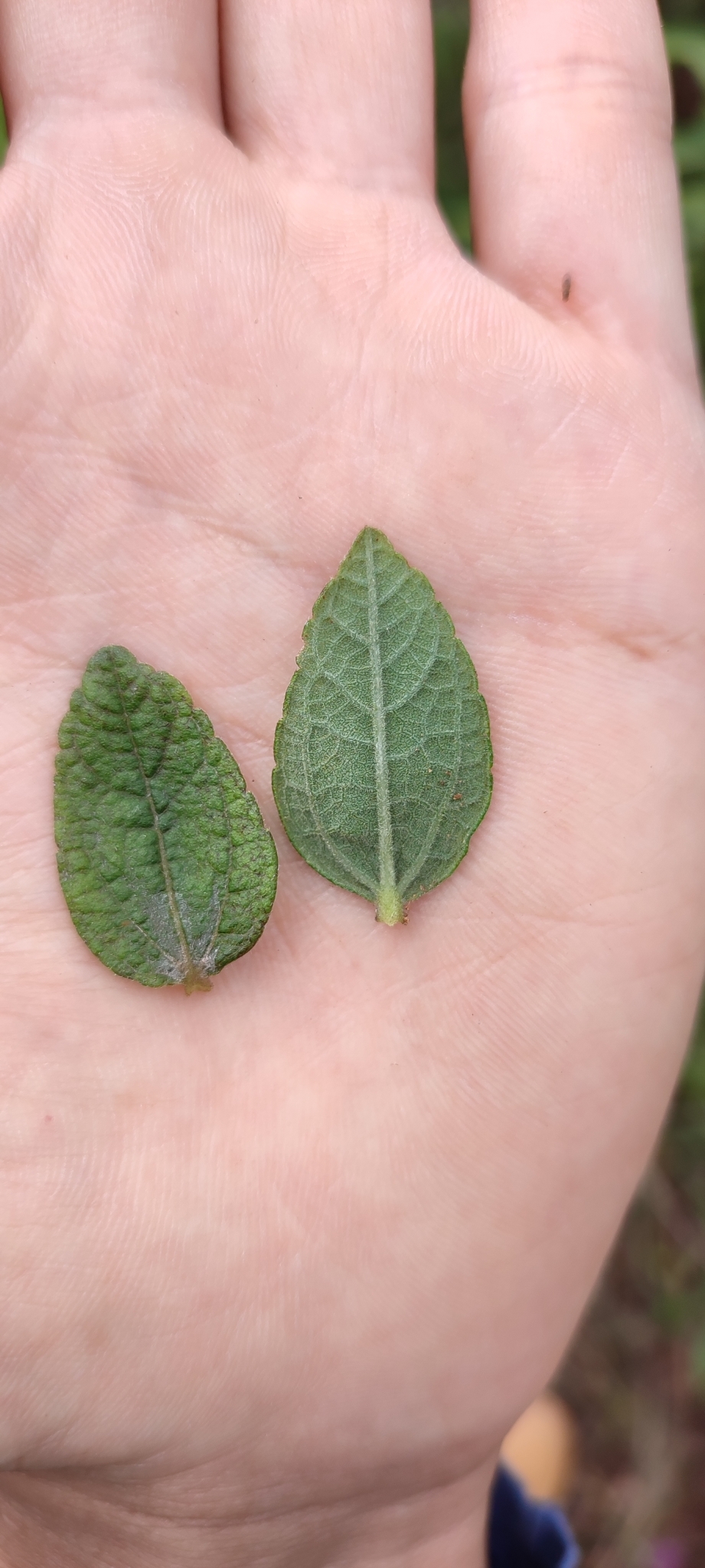 Photo of Aldama robusta (9/12)