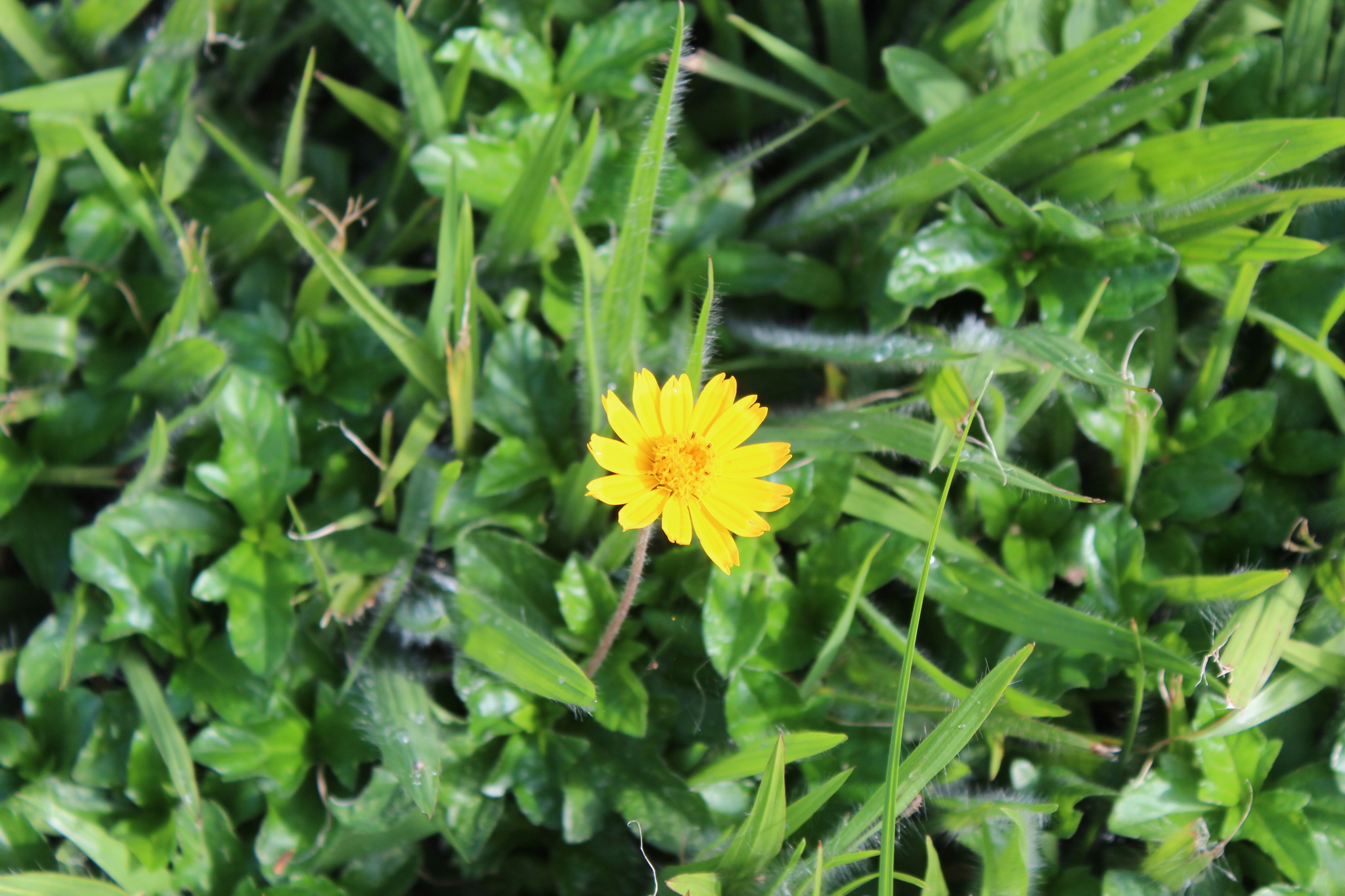 Photo of Trailing Daisy (3/11)