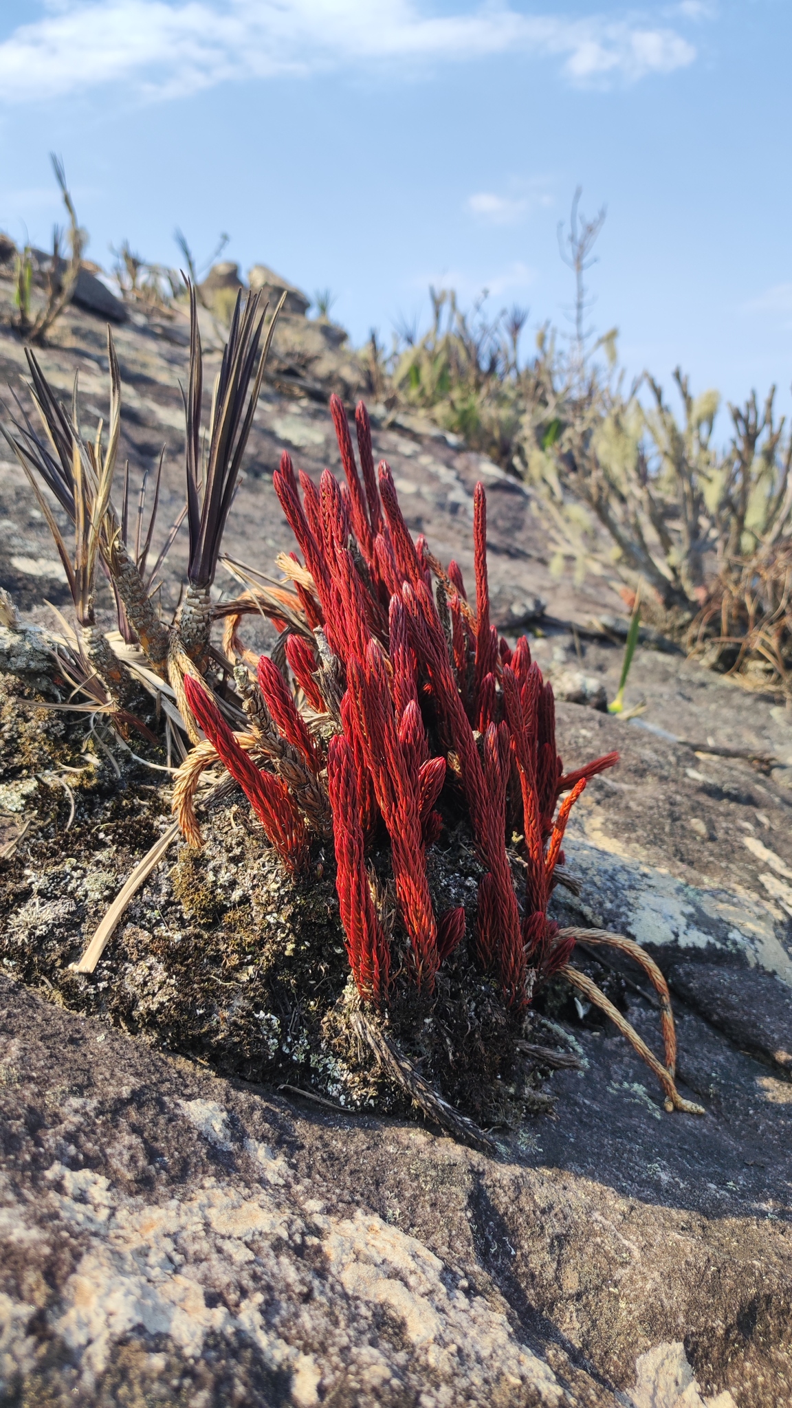 Photo of Phlegmariurus ruber (9/12)