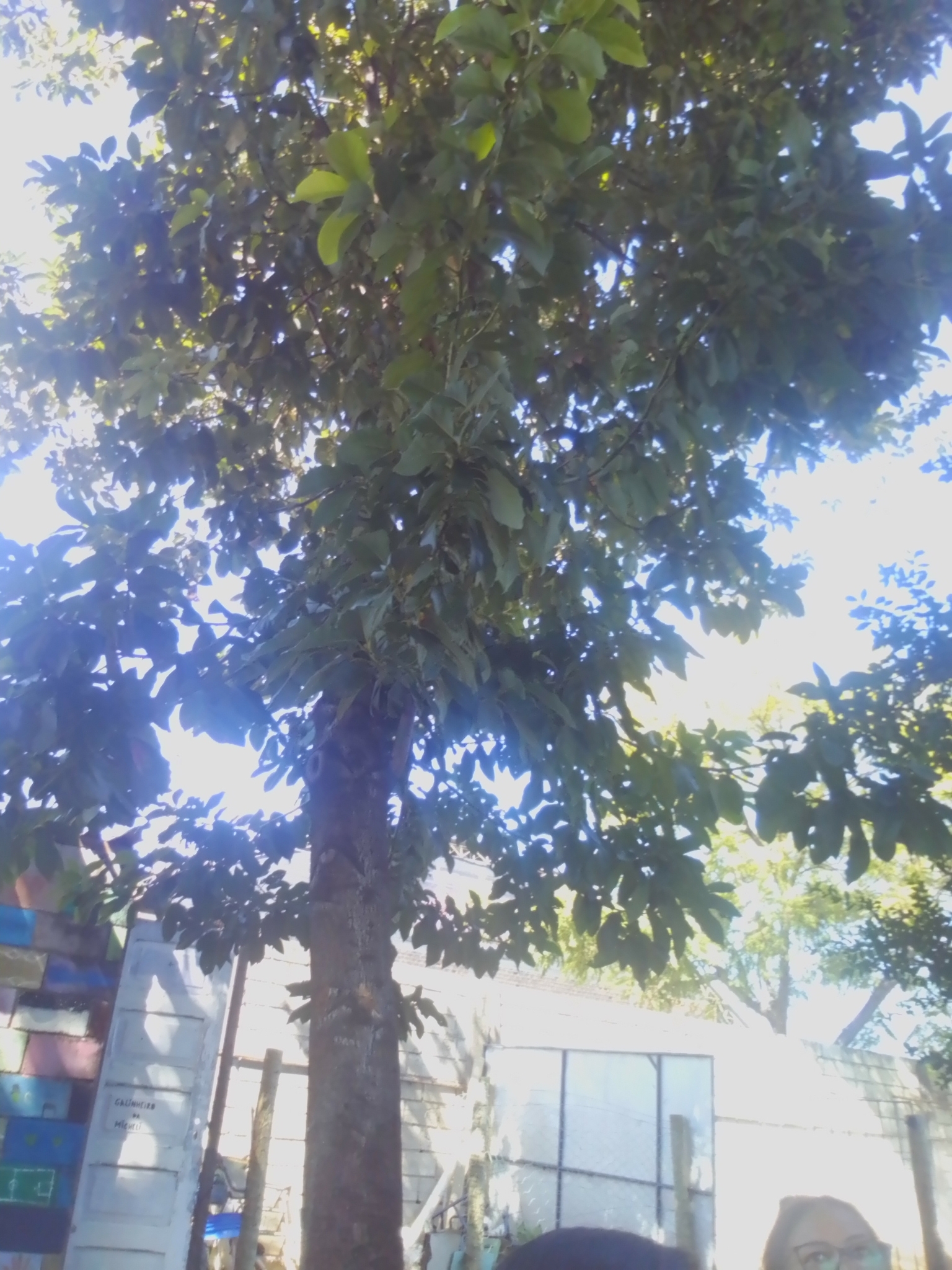 Photo of Avocado (3/7)