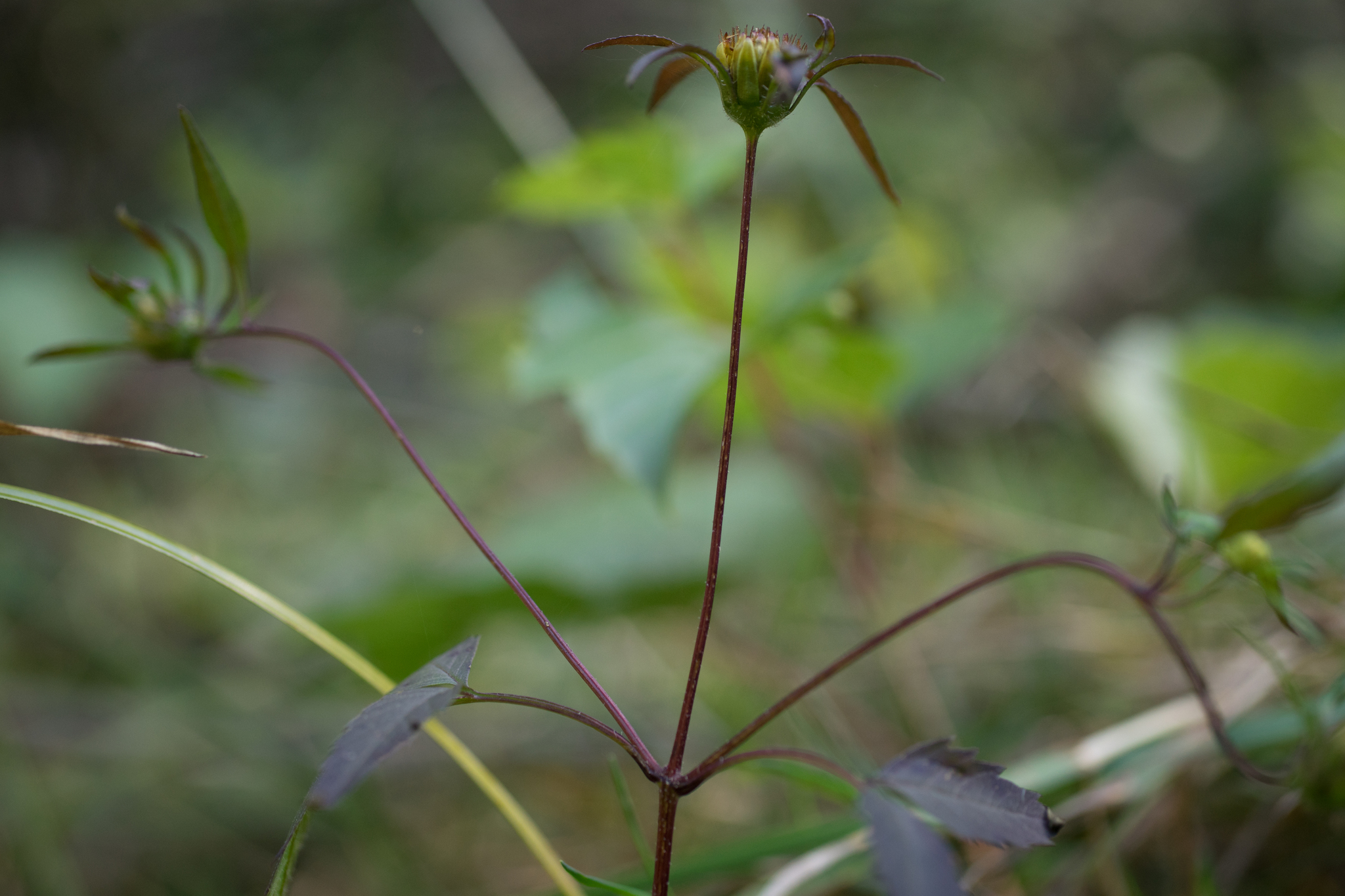 Photo of Devil's Beggarticks (6/11)