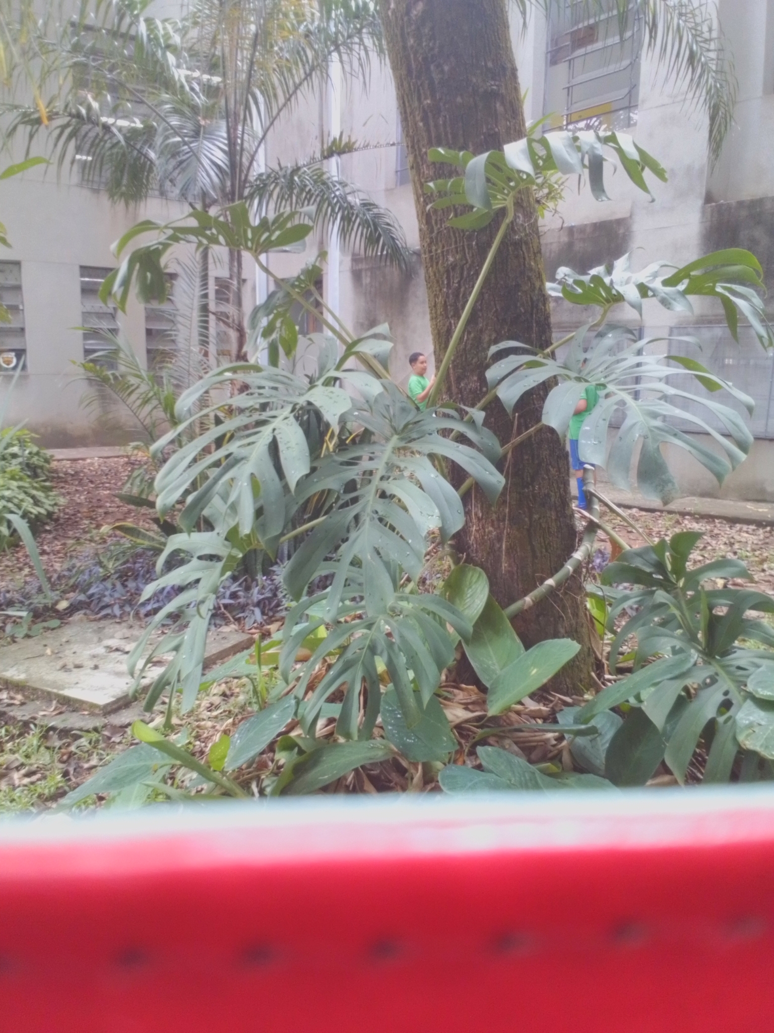 Photo of Swiss Cheese Plant (3/12)