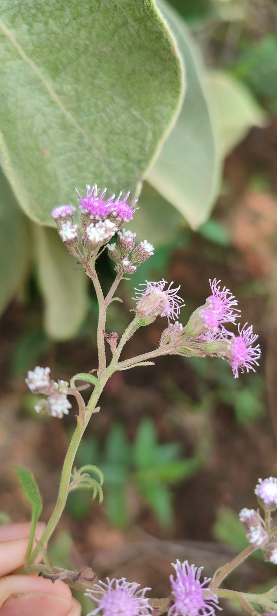 Photo of Ageratum fastigiatum (10/12)