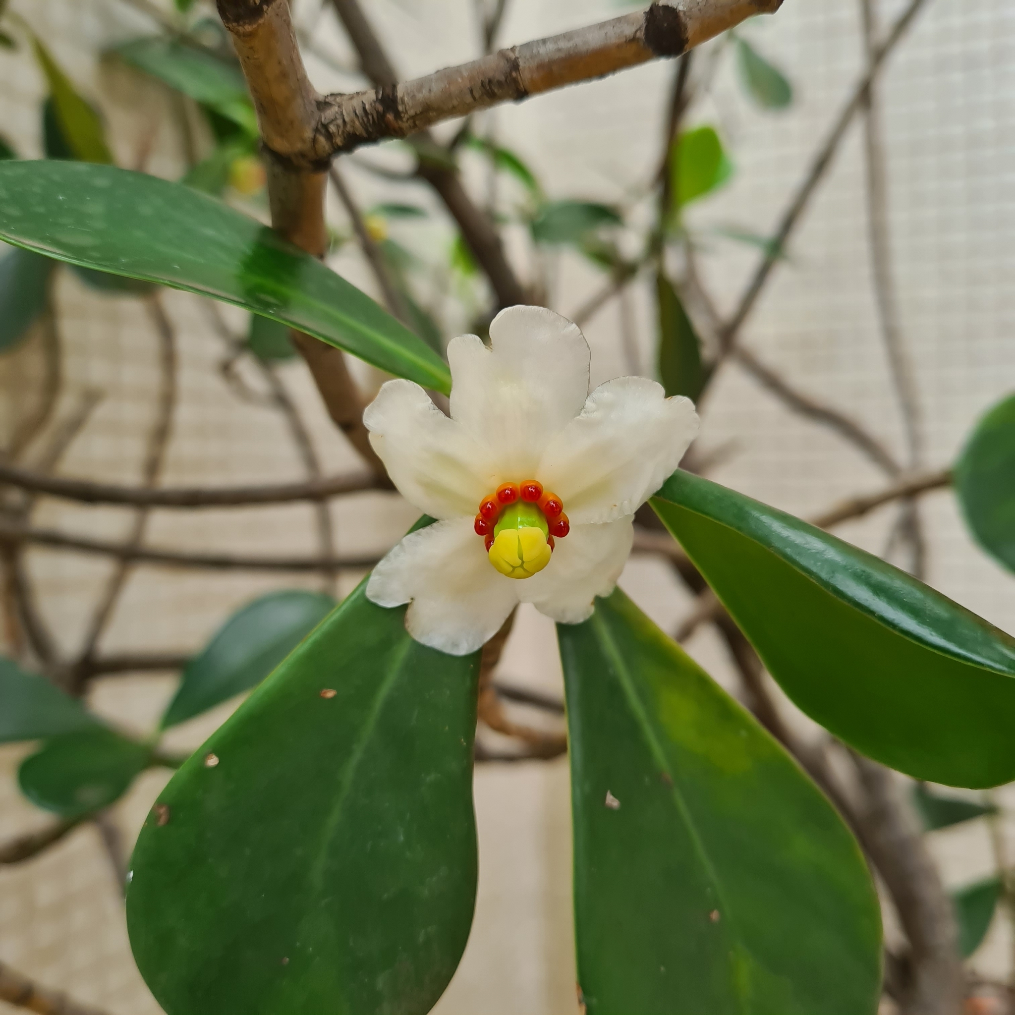 Photo of Clusia fluminensis (3/8)