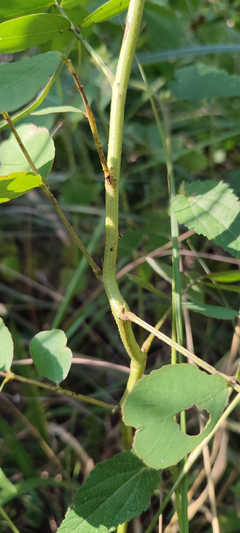 Photo of American Sicklepod (3/12)