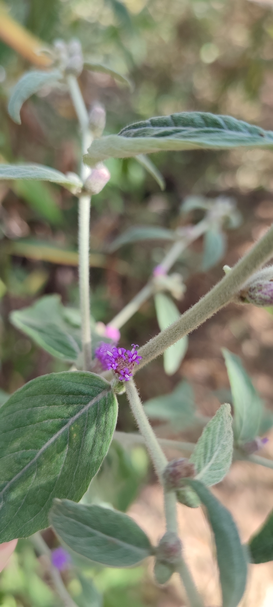 Photo of Lepidaploa chamissonis (8/12)