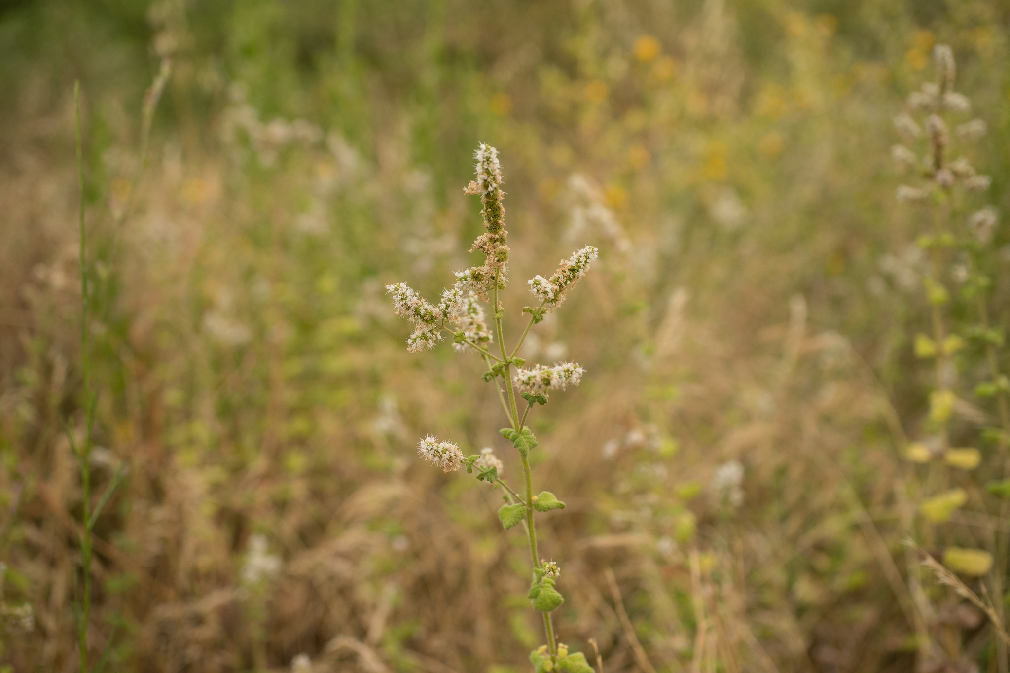 Photo of Apple Mint (7/9)