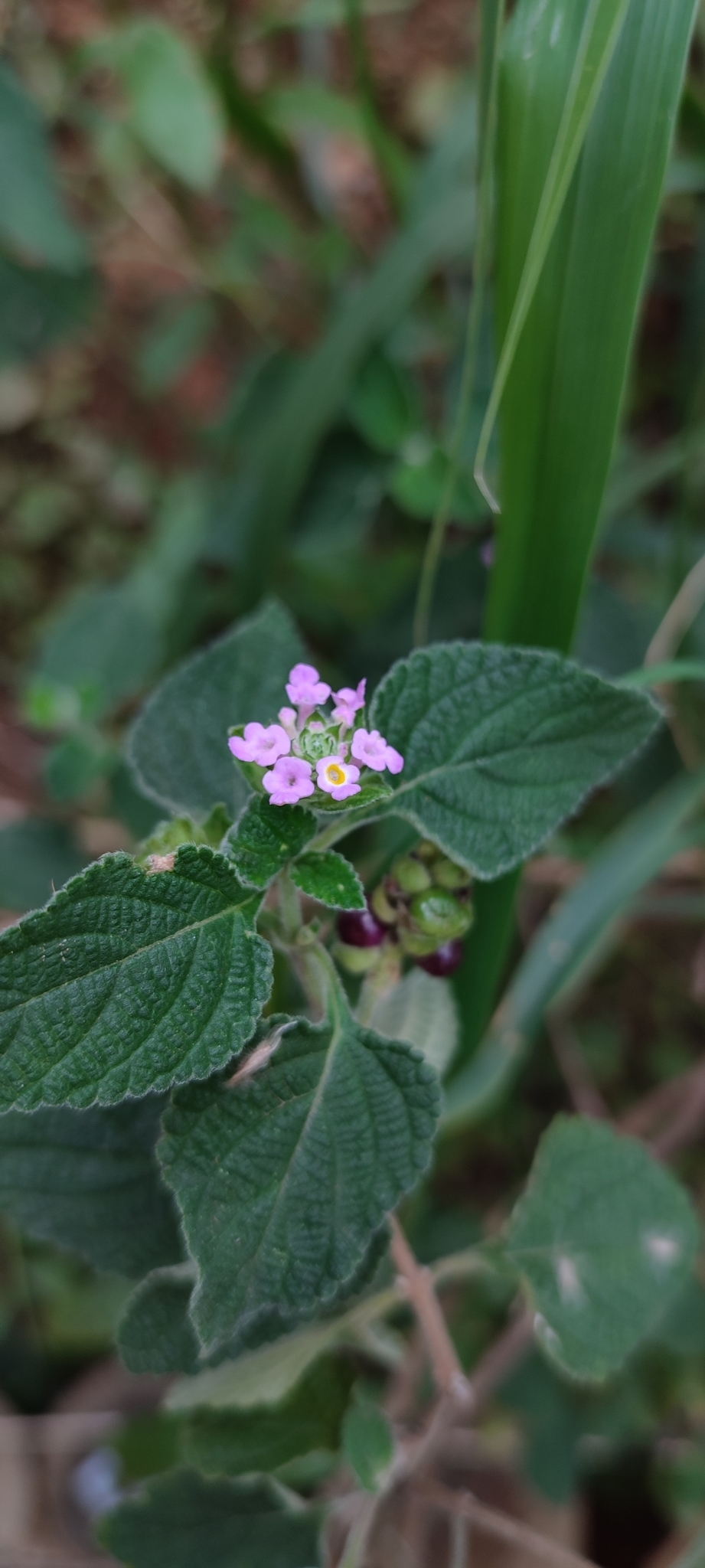 Photo of Lantana fucata (6/12)