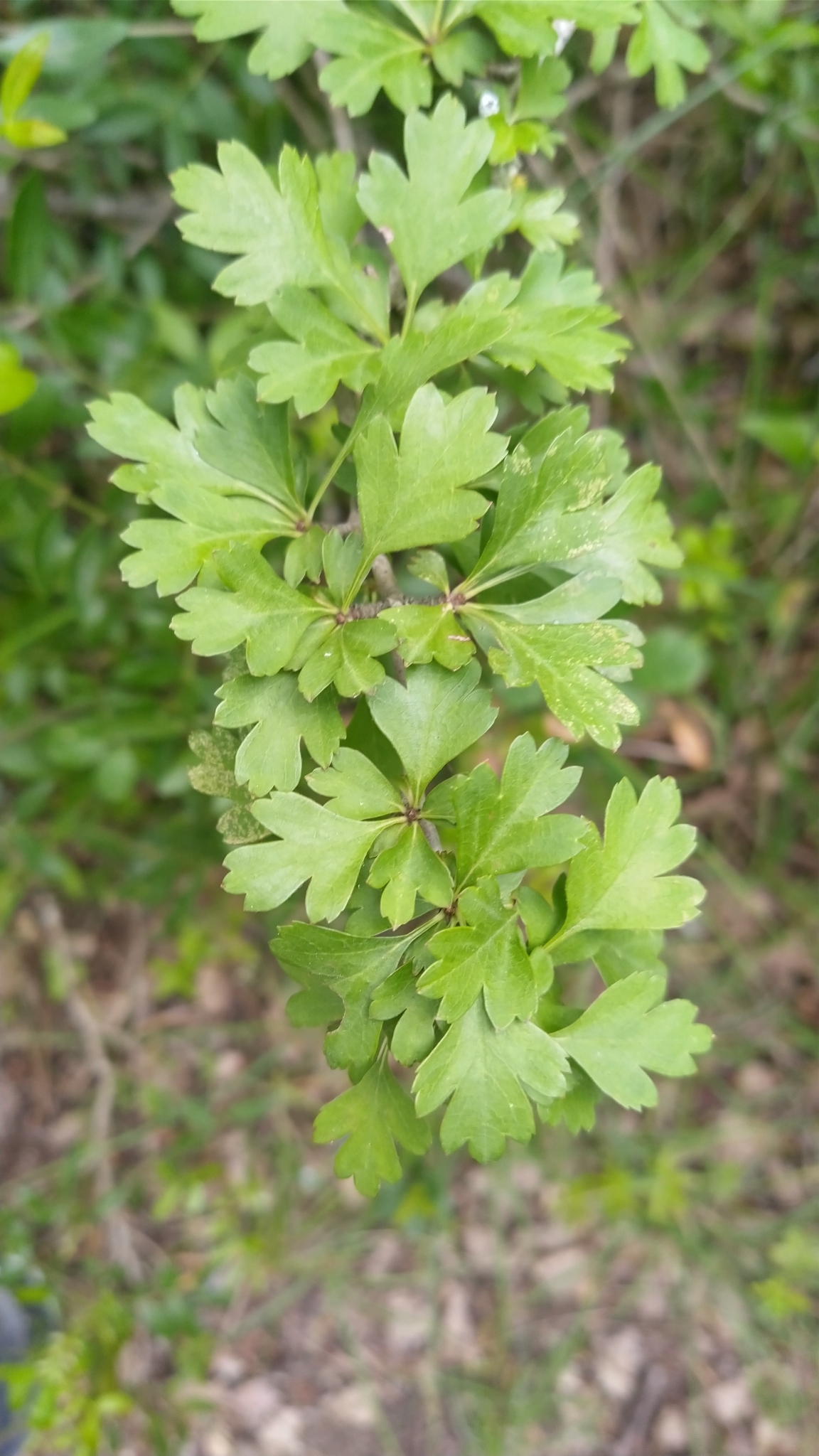 Photo of common hawthorn (5/12)