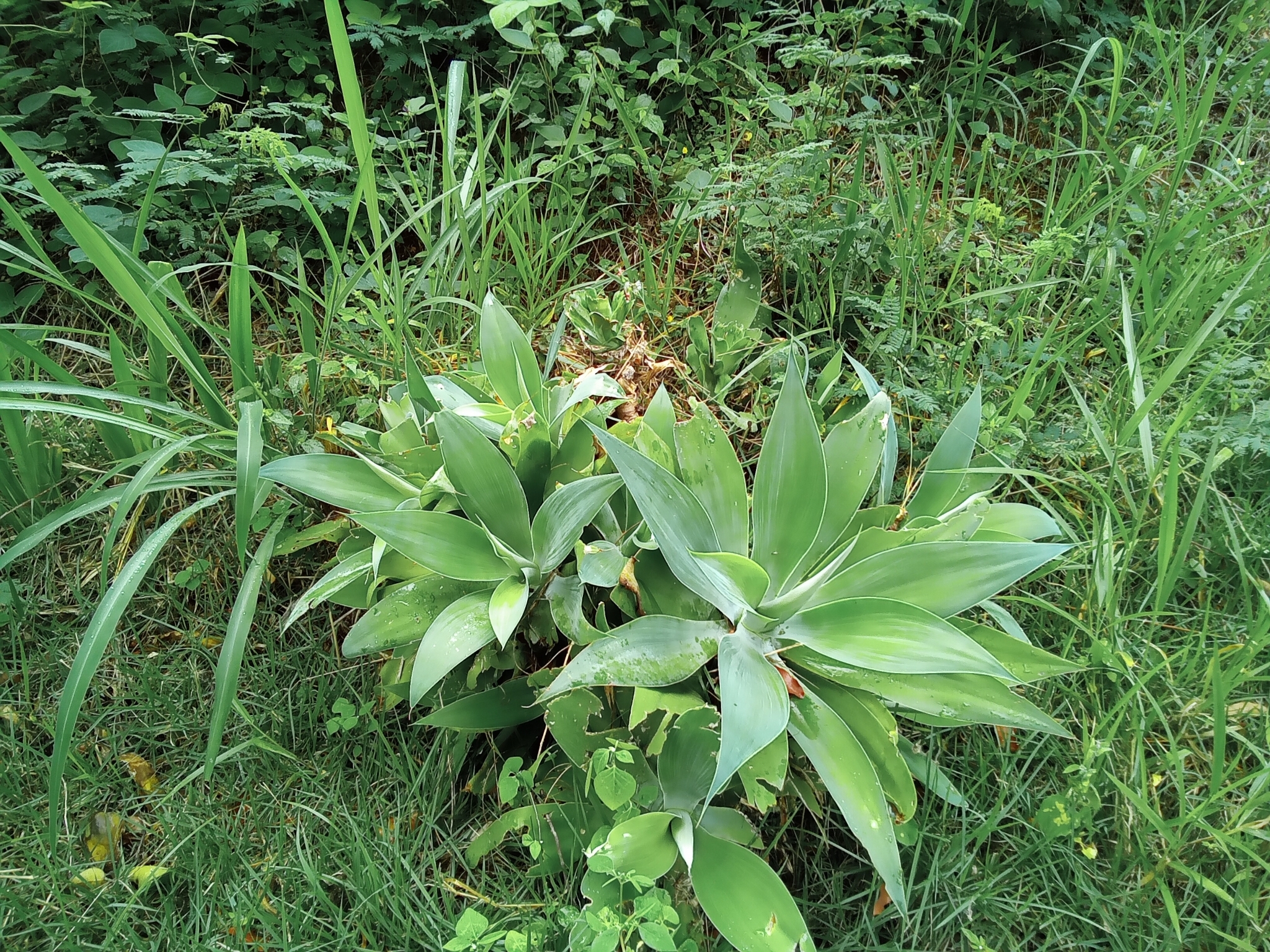 Photo of Swan-neck Agave (7/12)